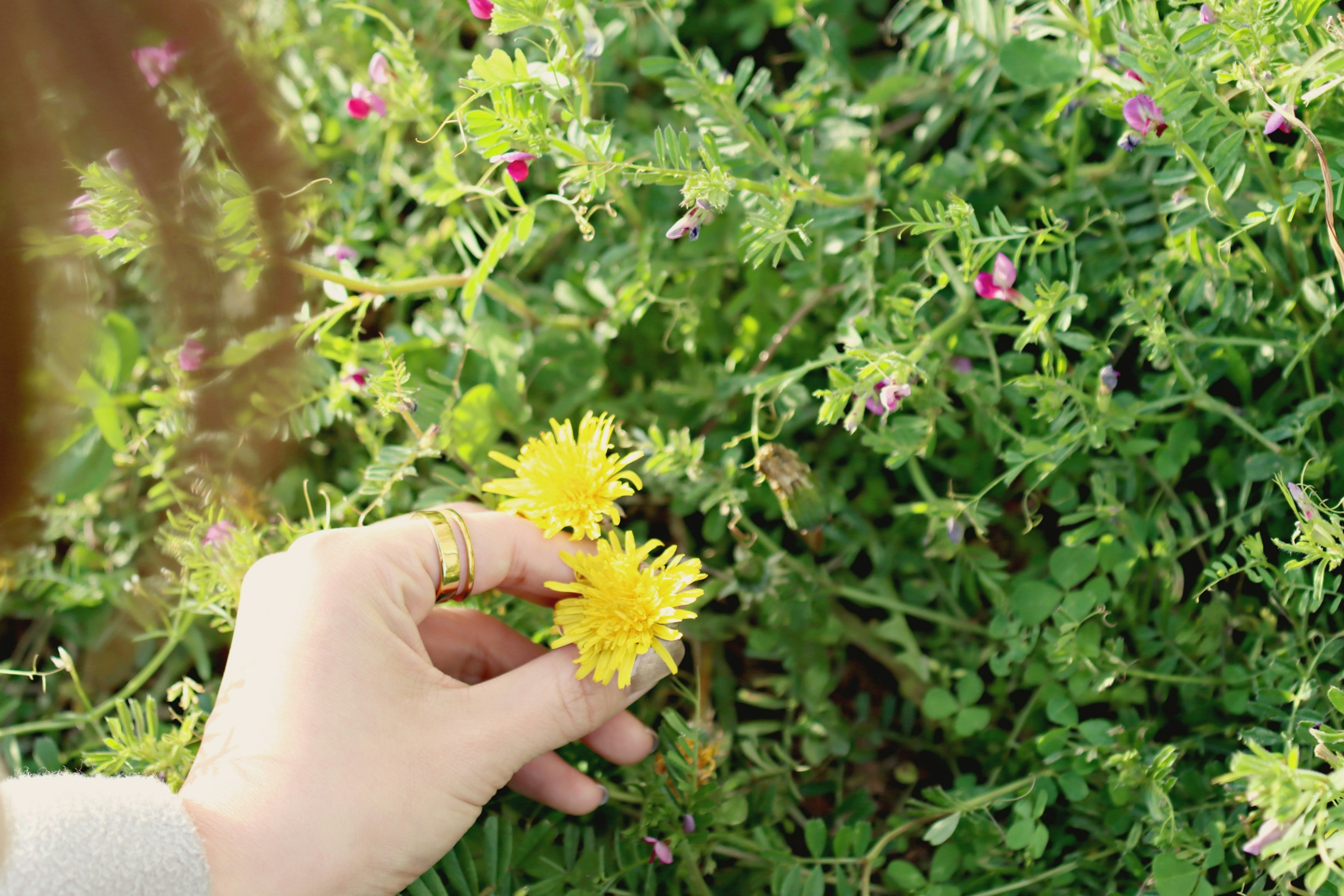 黄色い花を持つ手と緑の植物が写った画像