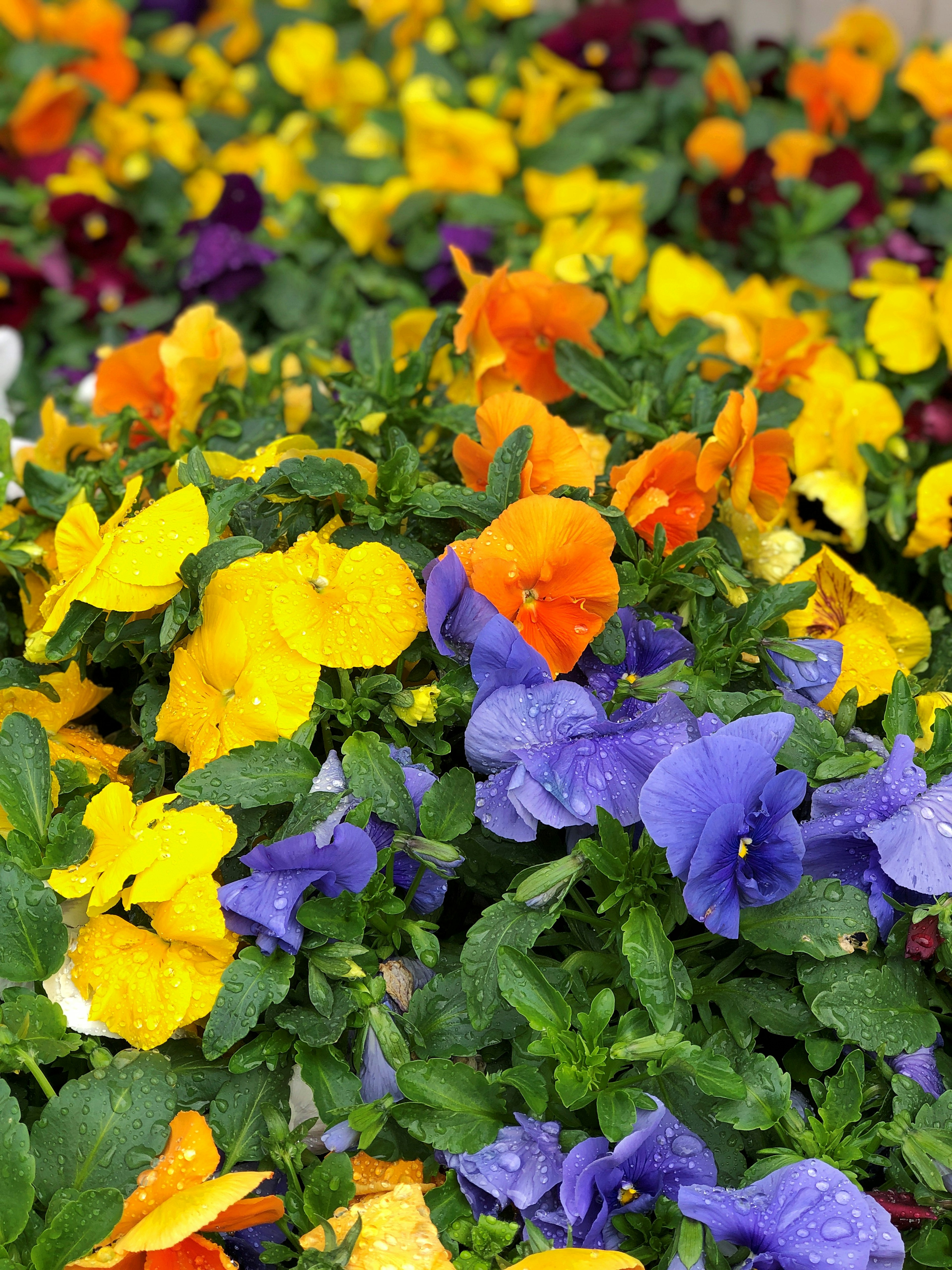 Pansy berwarna-warni mekar di kebun bunga