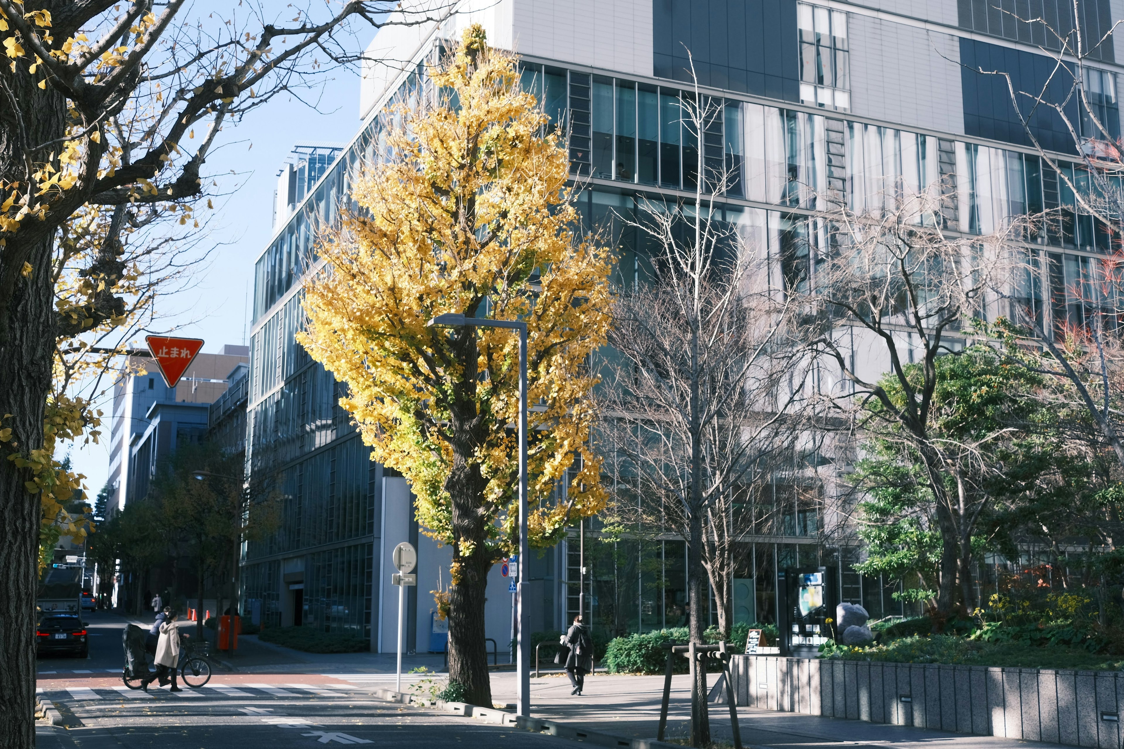 黄色い葉の木が並ぶ街並みと現代的な建物の風景