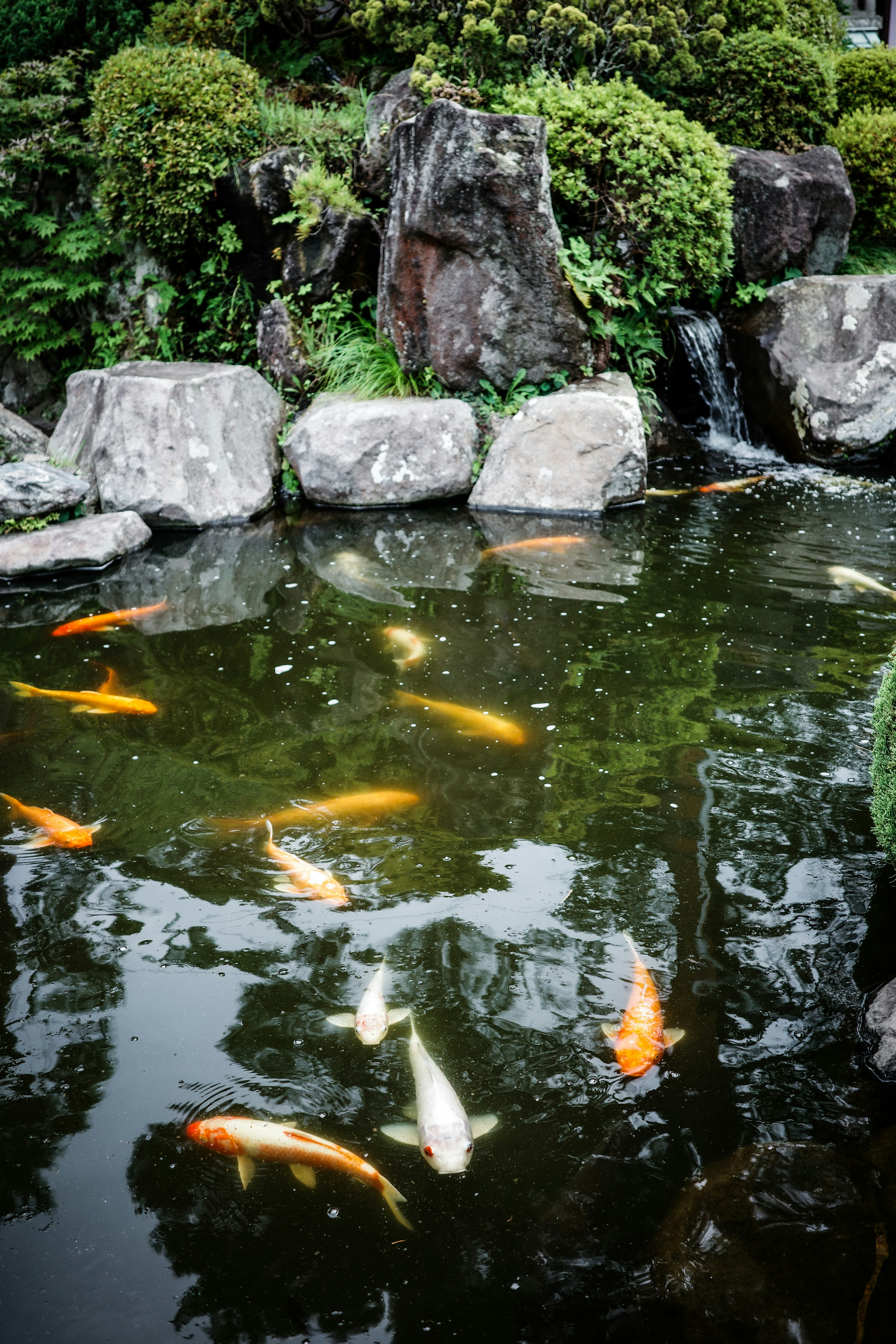 池の中に泳ぐ色とりどりの鯉と自然の景観