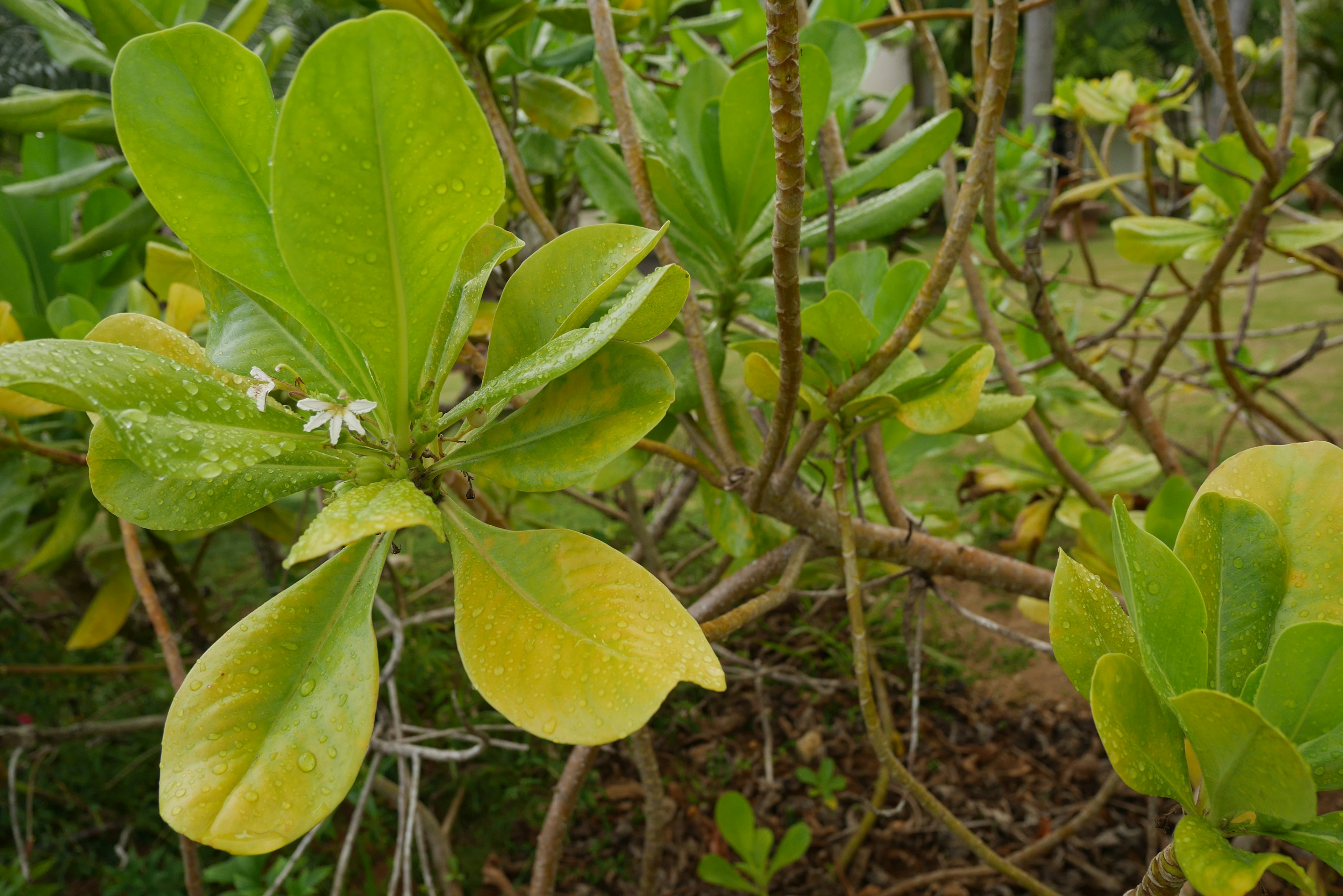 Close-up tanaman dengan daun hijau dan bunga putih