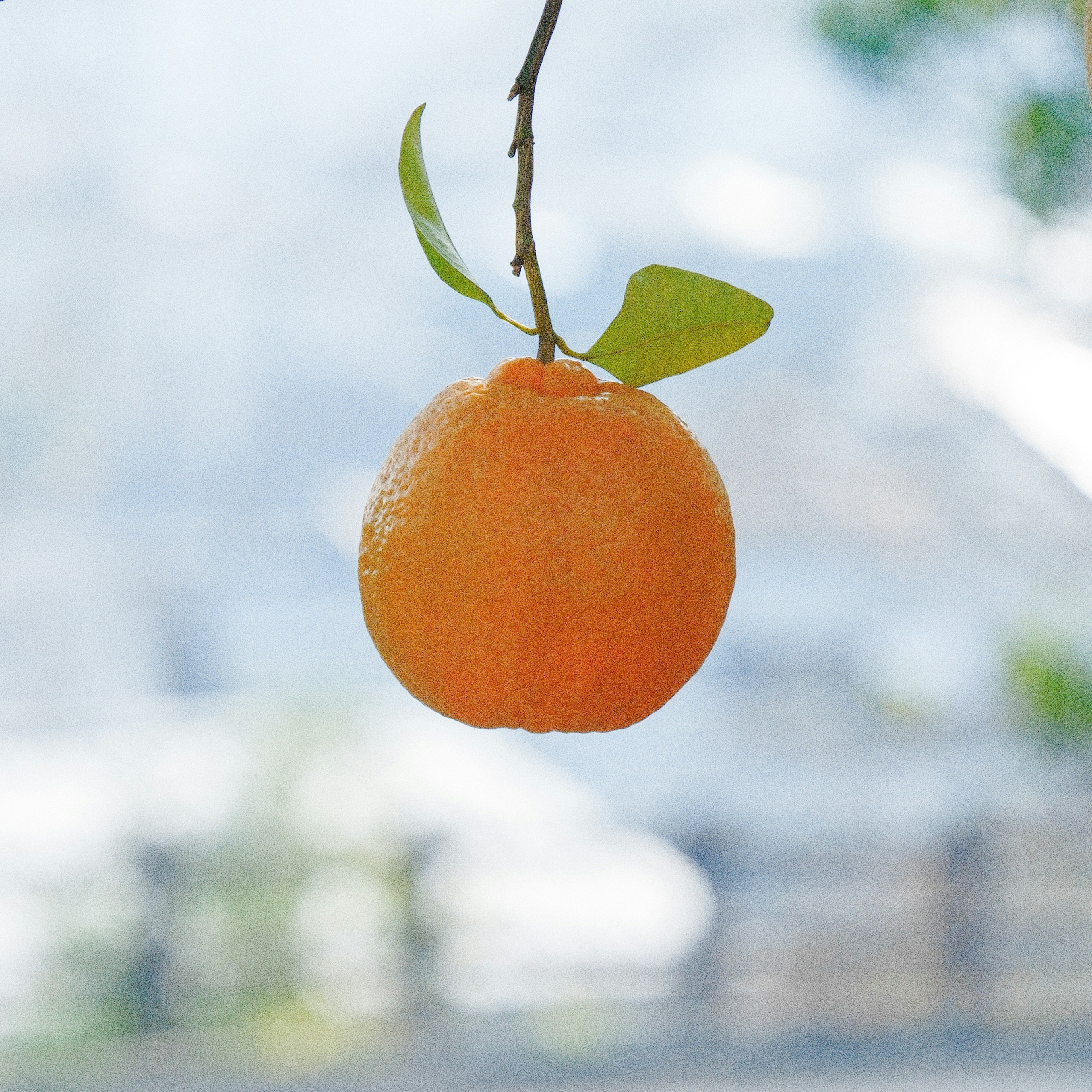 An orange fruit hanging from a branch with green leaves