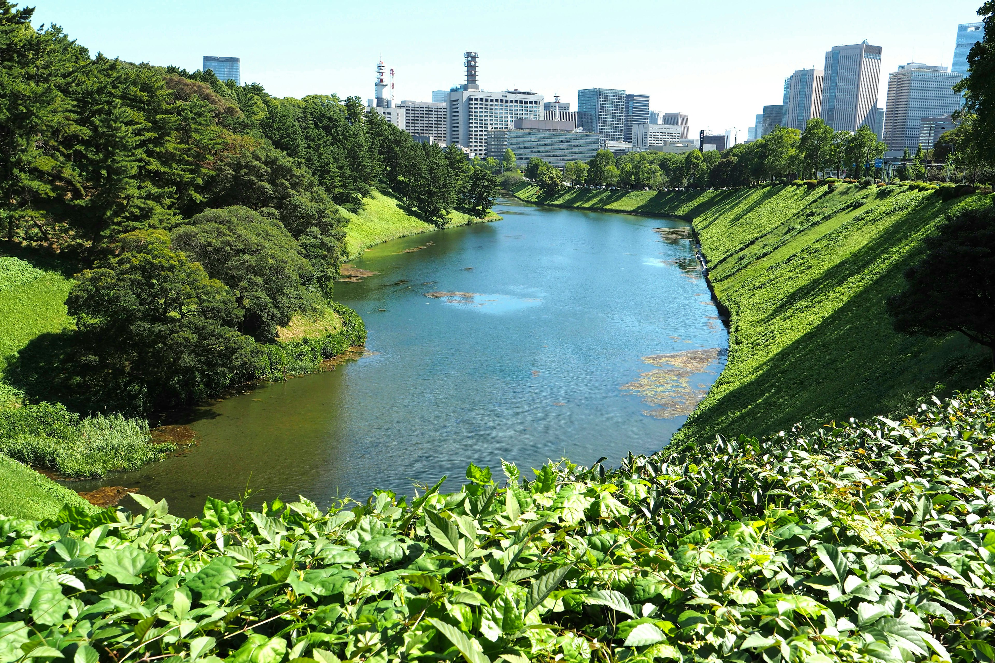 Lush park with a serene pond and city skyline