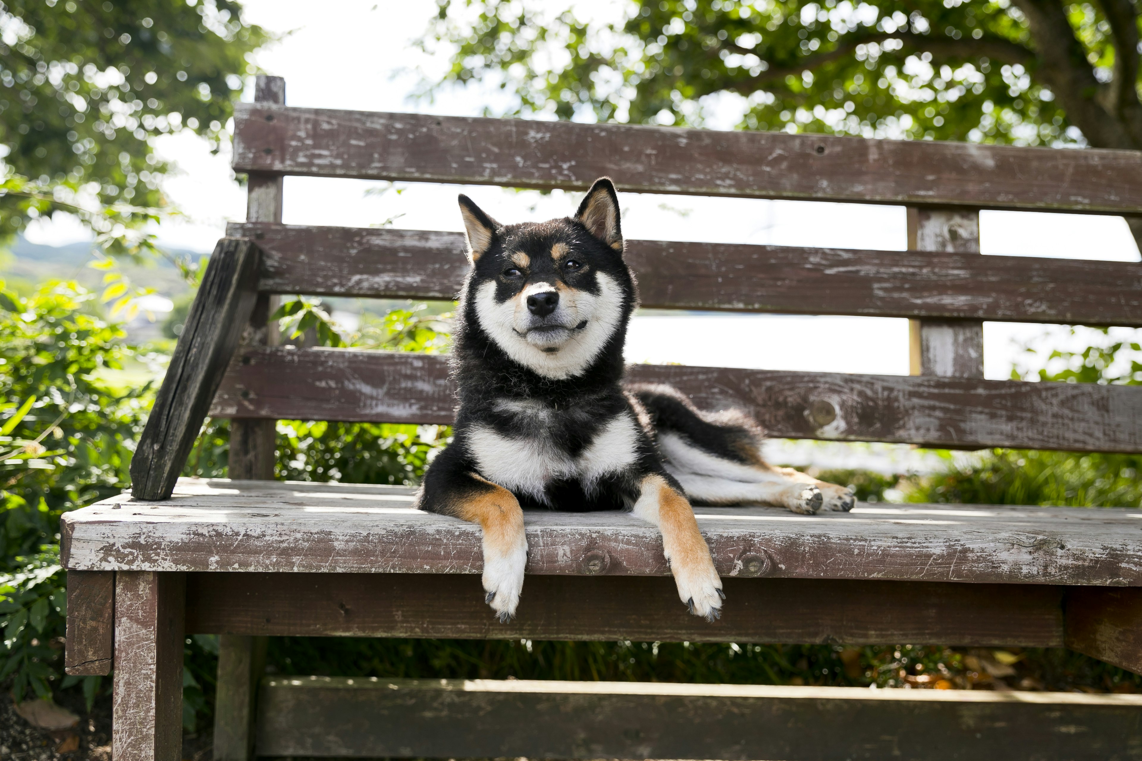 Un Shiba Inu noir détendu allongé sur un banc de parc