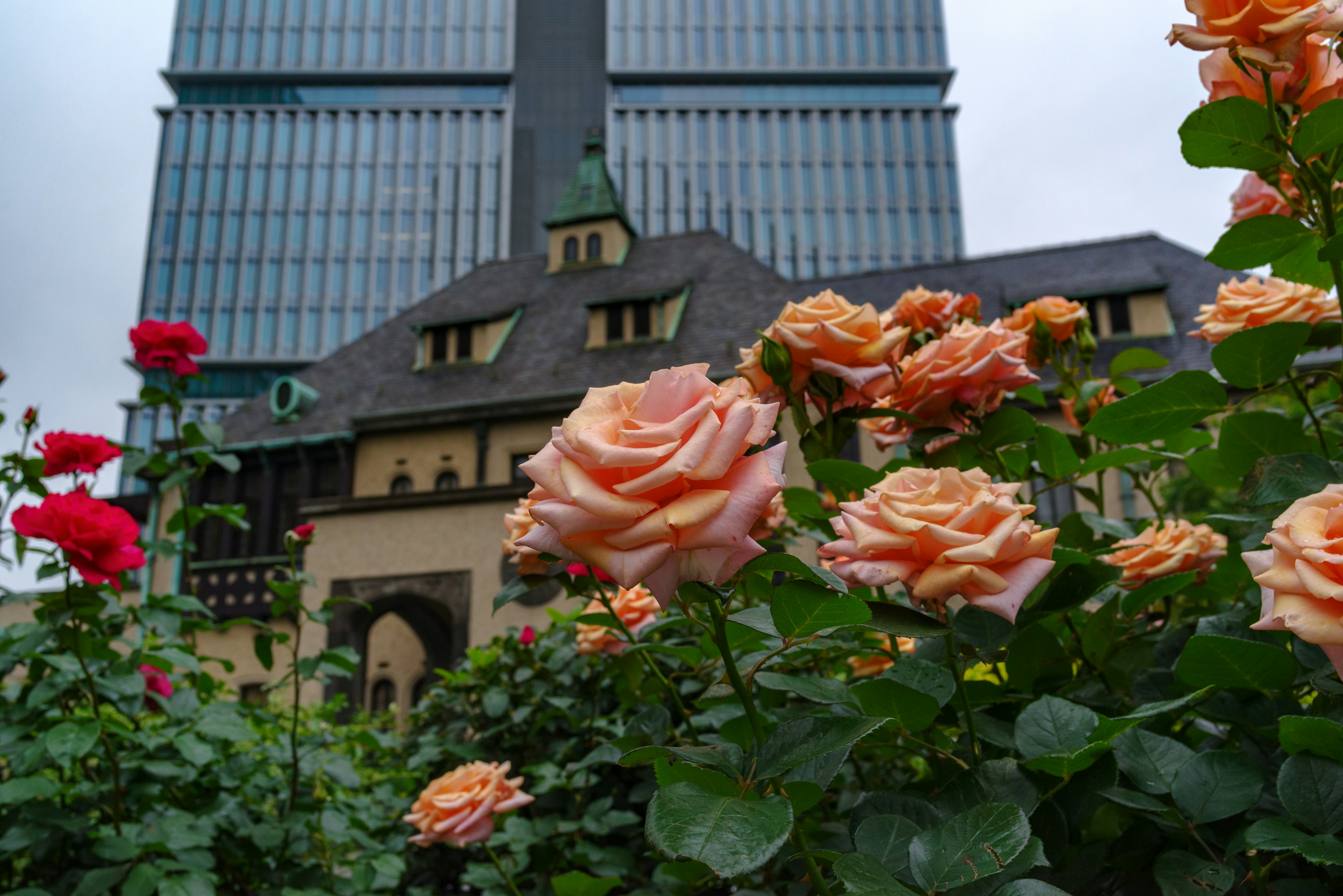 Un jardín con rosas en flor frente a un rascacielos moderno