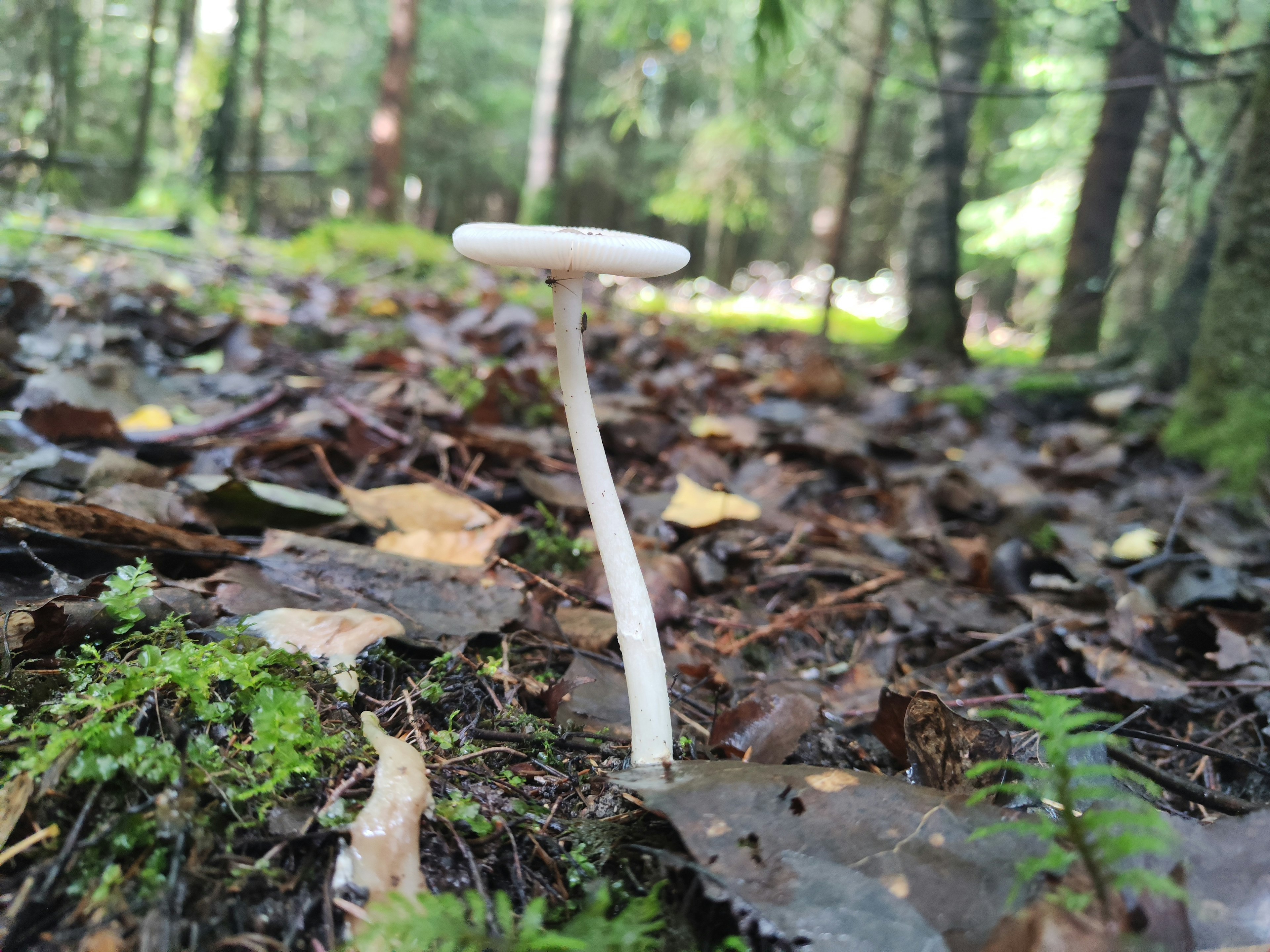 A white mushroom growing in a forest with fallen leaves