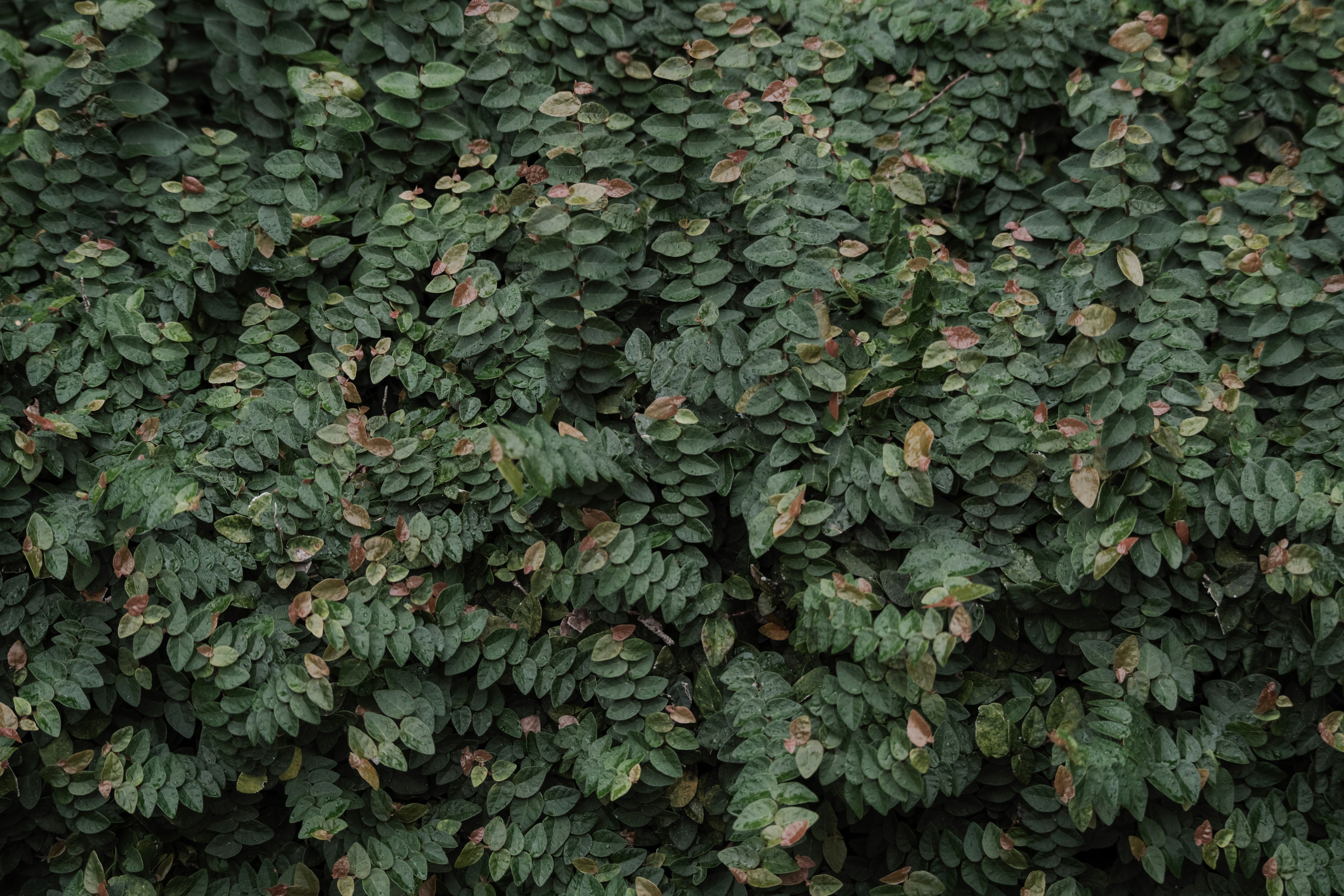 Texture densa di foglie verdi in un ambiente naturale