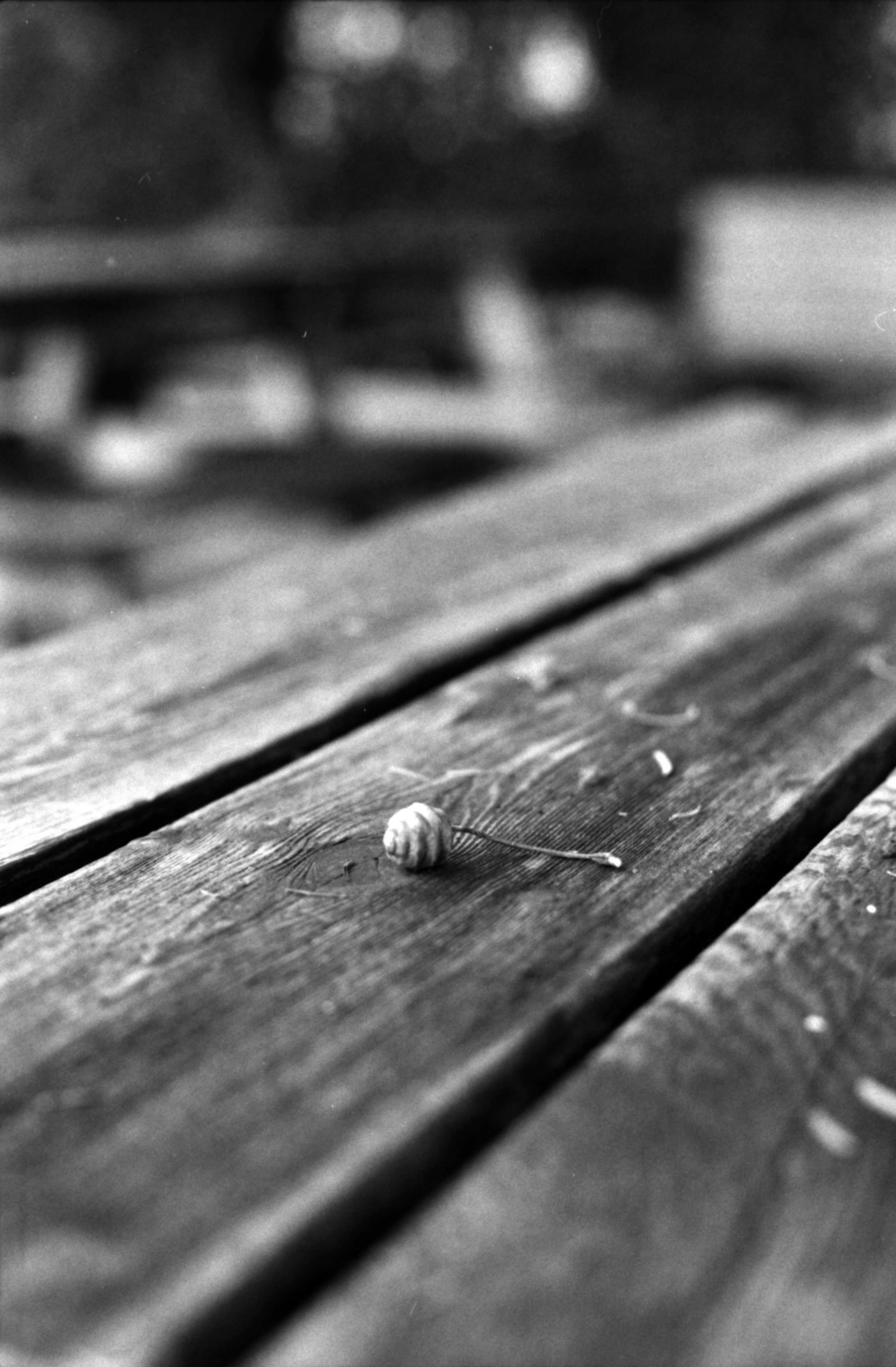 Foto hitam putih dari bunga kecil yang terletak di atas meja kayu