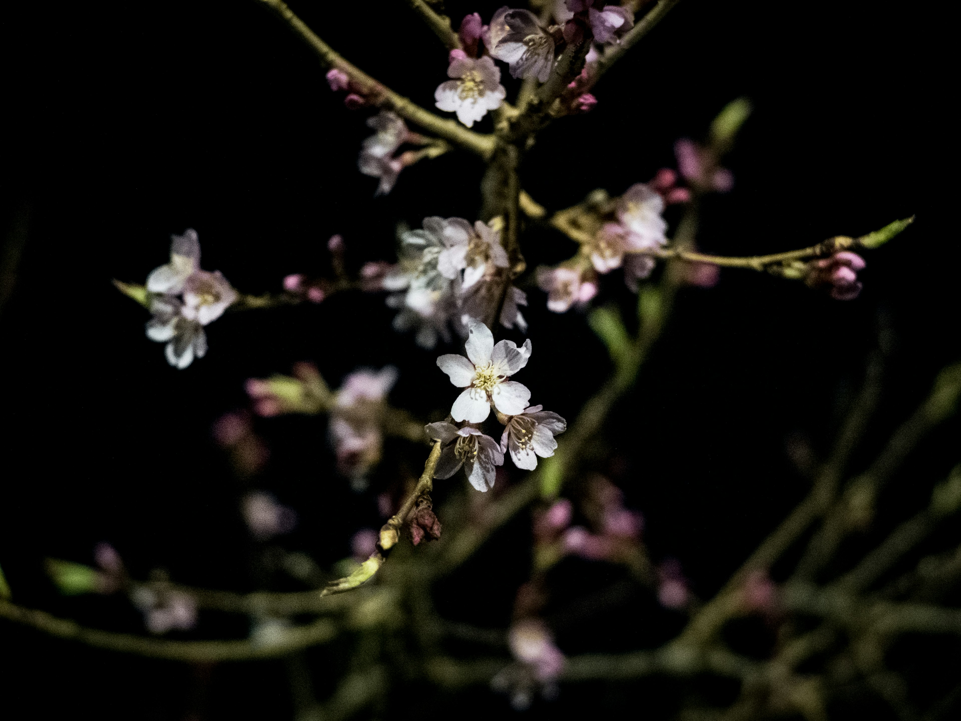 暗い背景に咲く桜の花とつぼみ