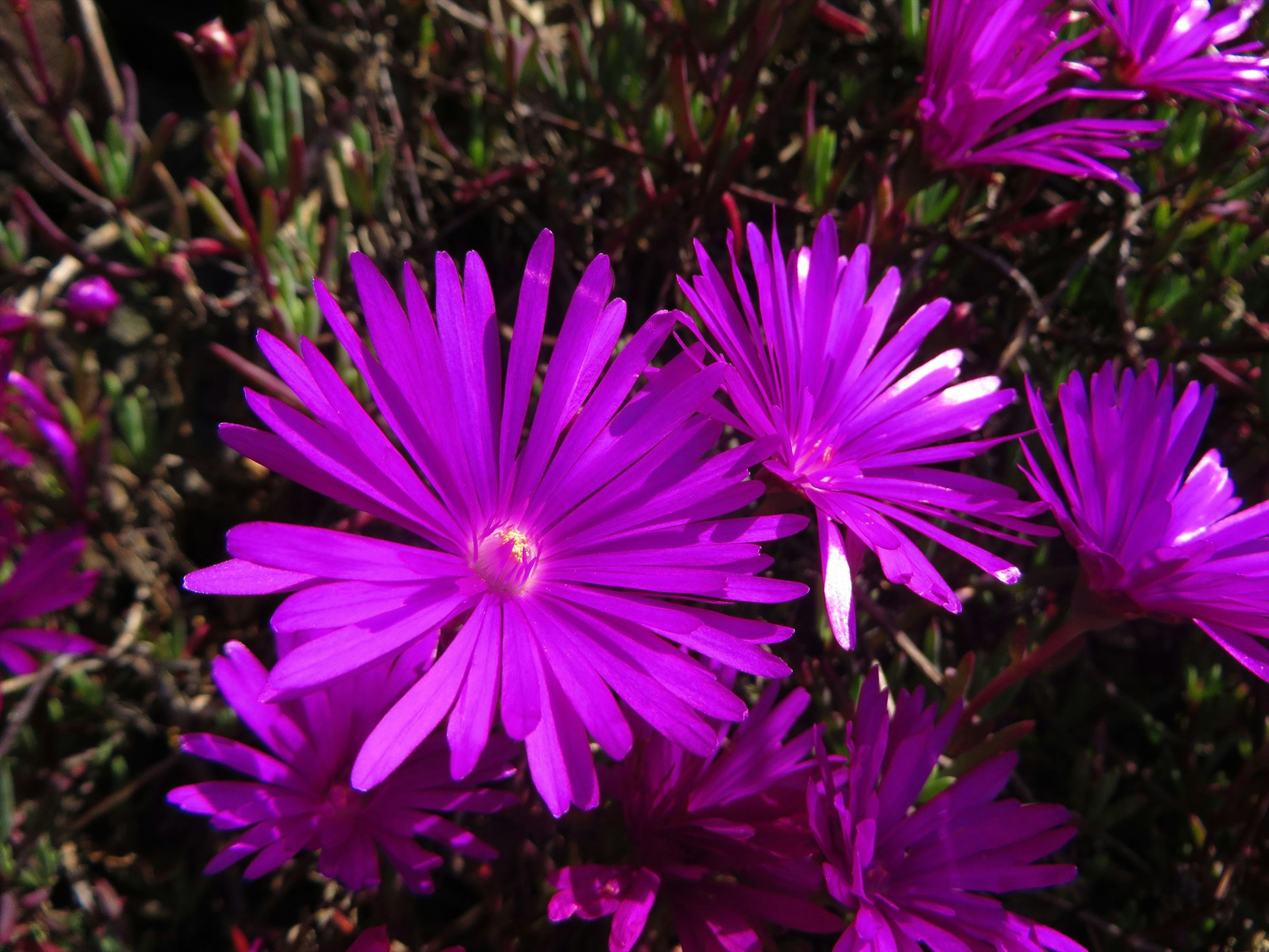 鮮やかな紫色の花が咲いている様子