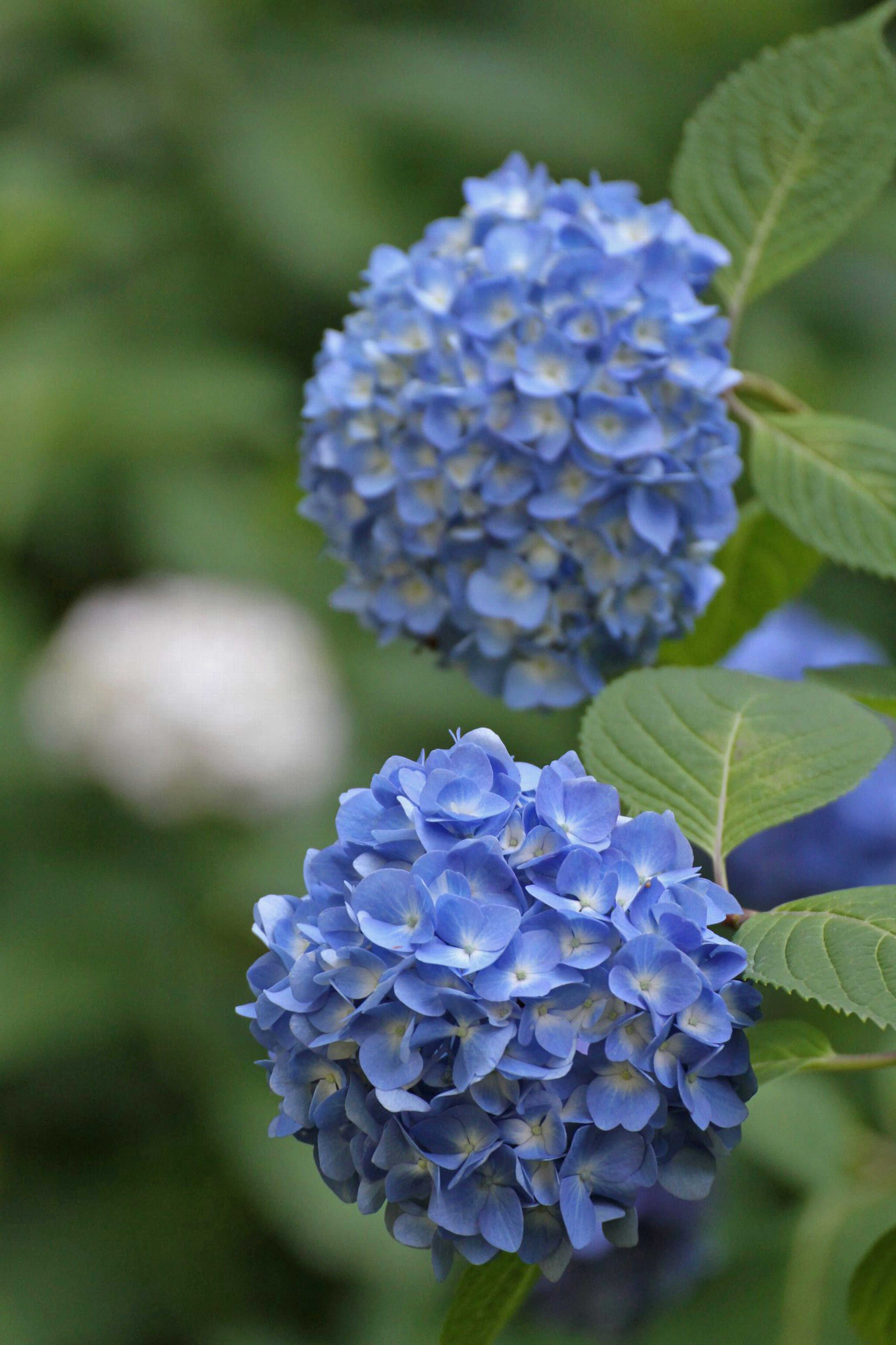 Gros plan de fleurs d'hortensia bleues sur une plante verte