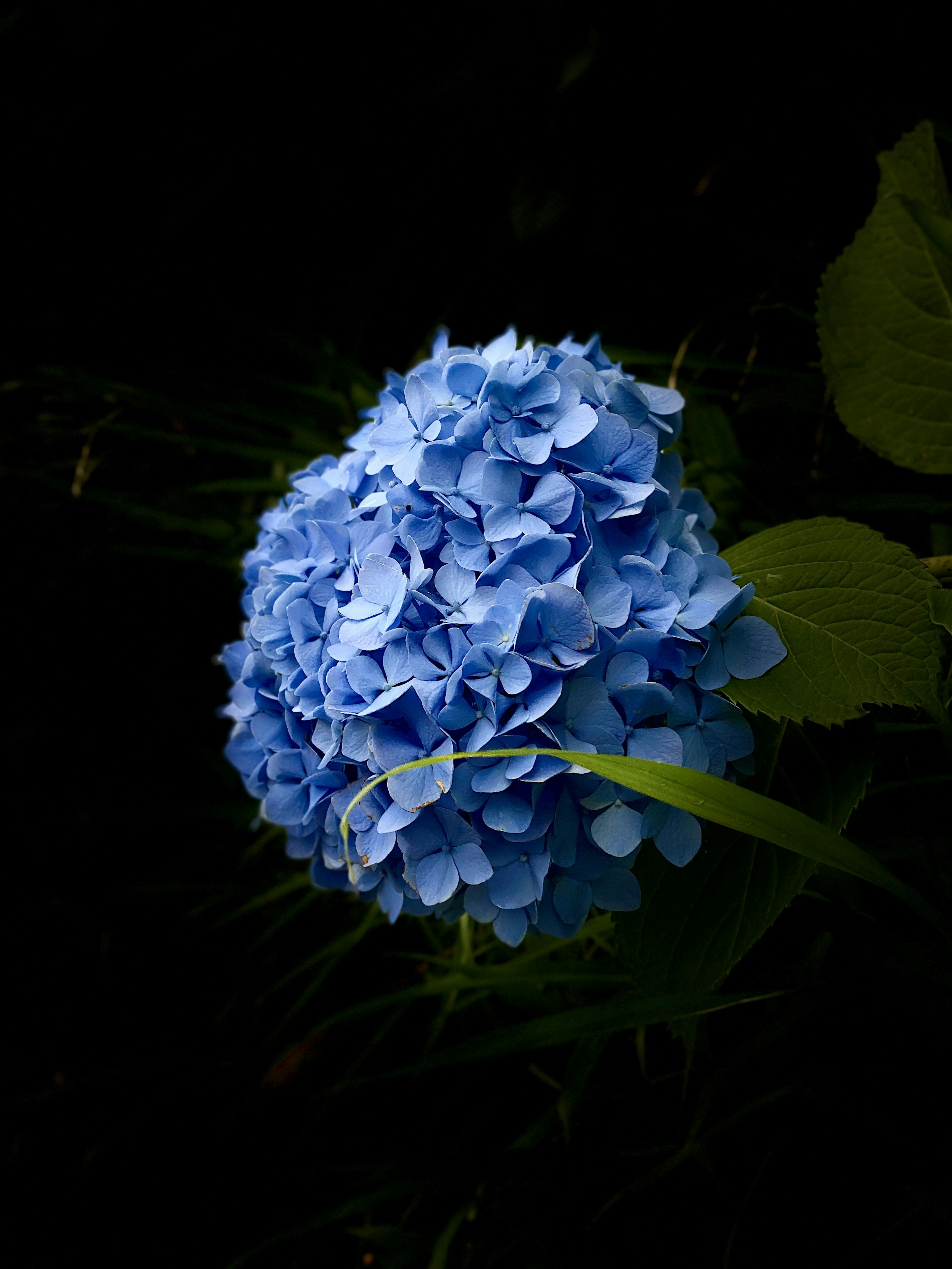 Blue hydrangea flower stands out against a dark background