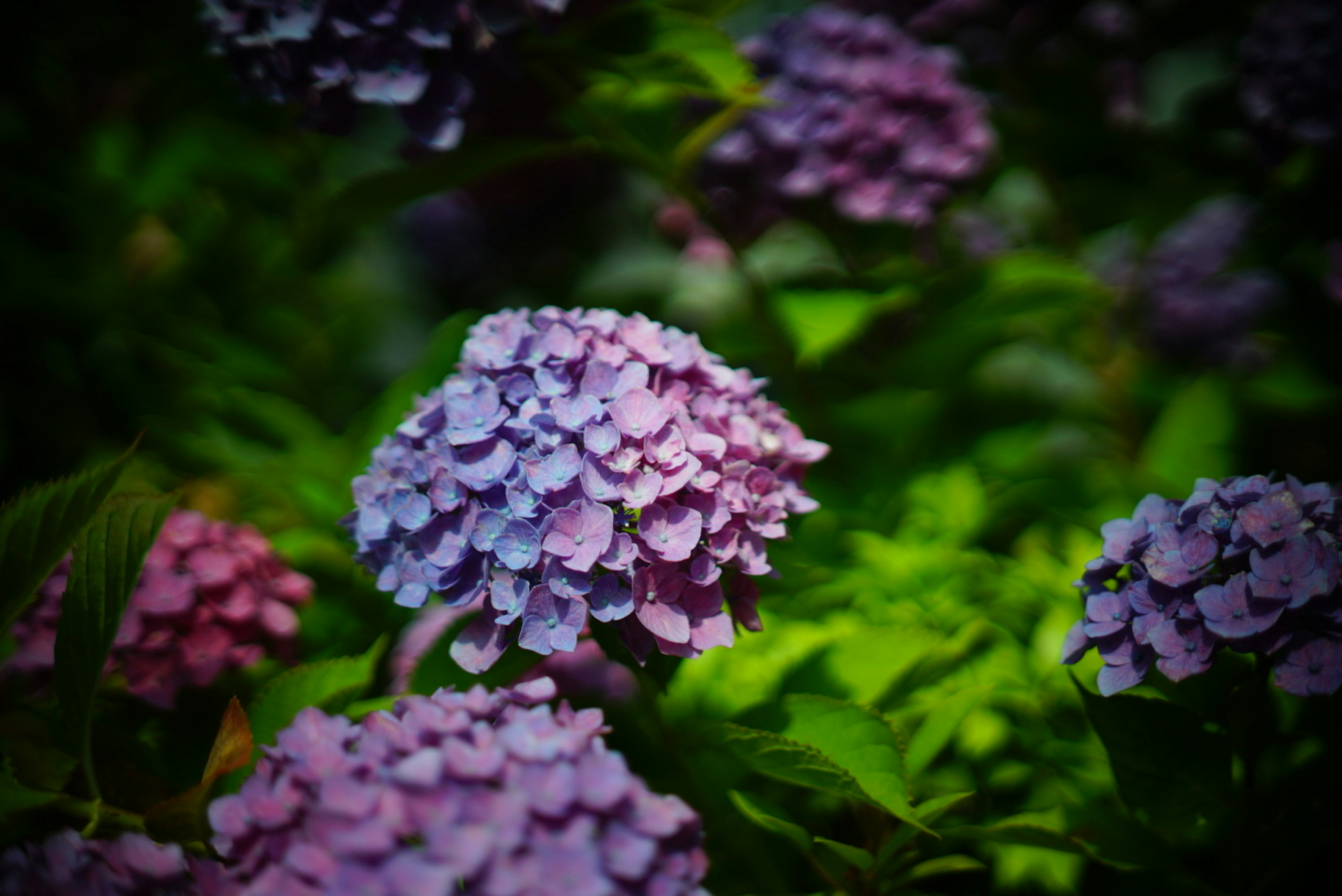 Fiori di ortensia in tonalità di viola e rosa circondati da foglie verdi