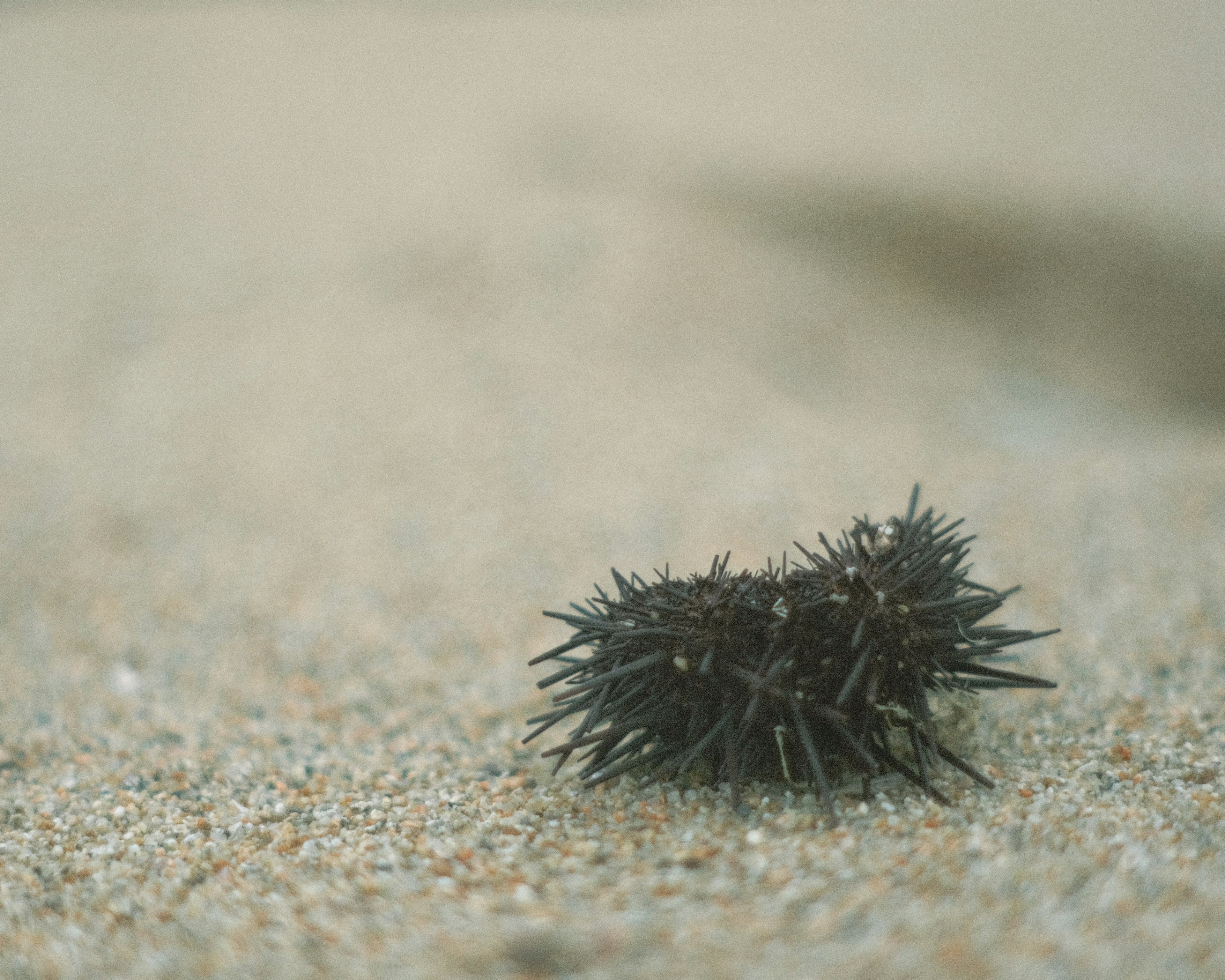 砂浜にいる黒いウニのような生物