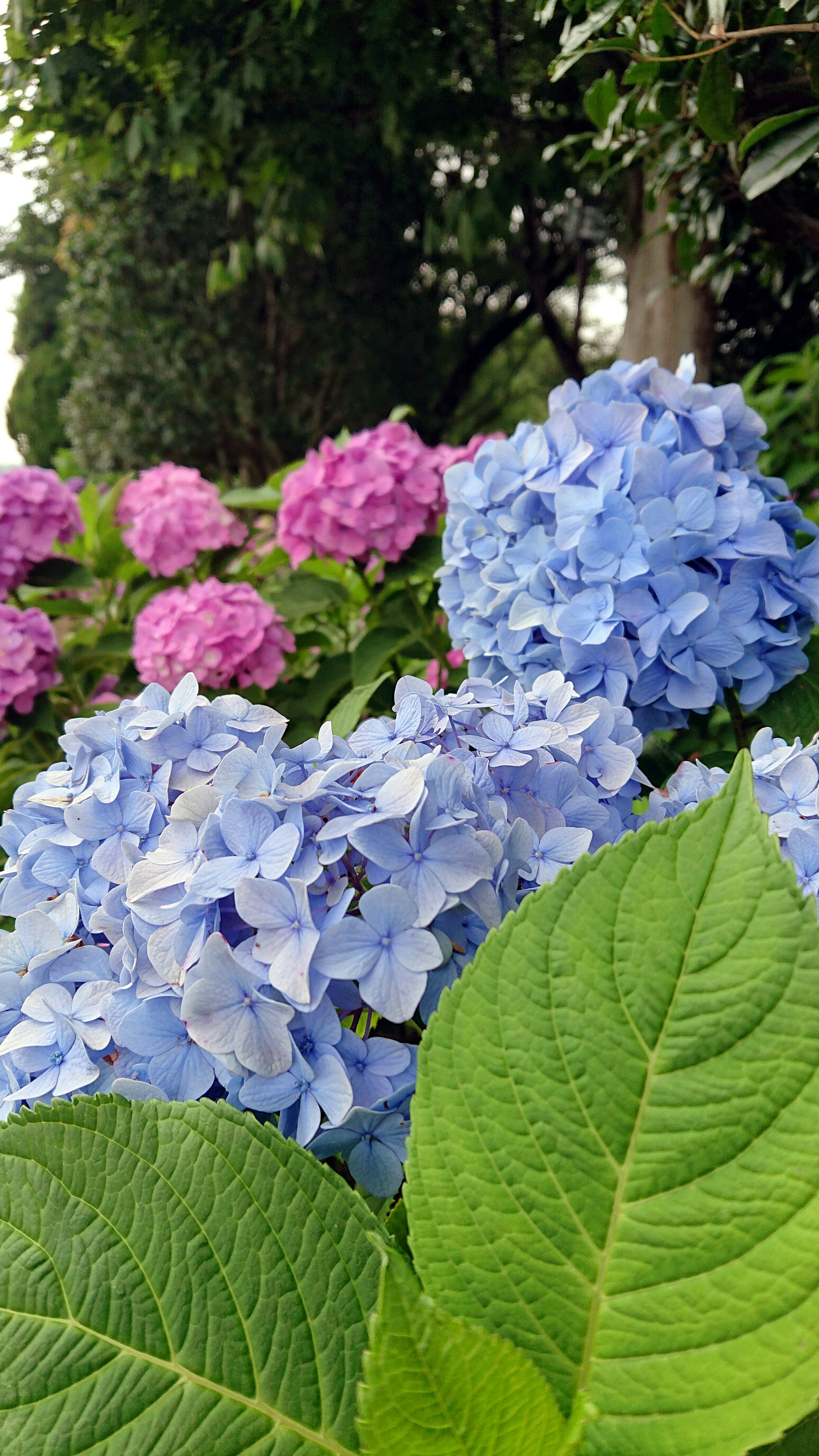 Fleurs d'hortensia bleues et roses dans un jardin