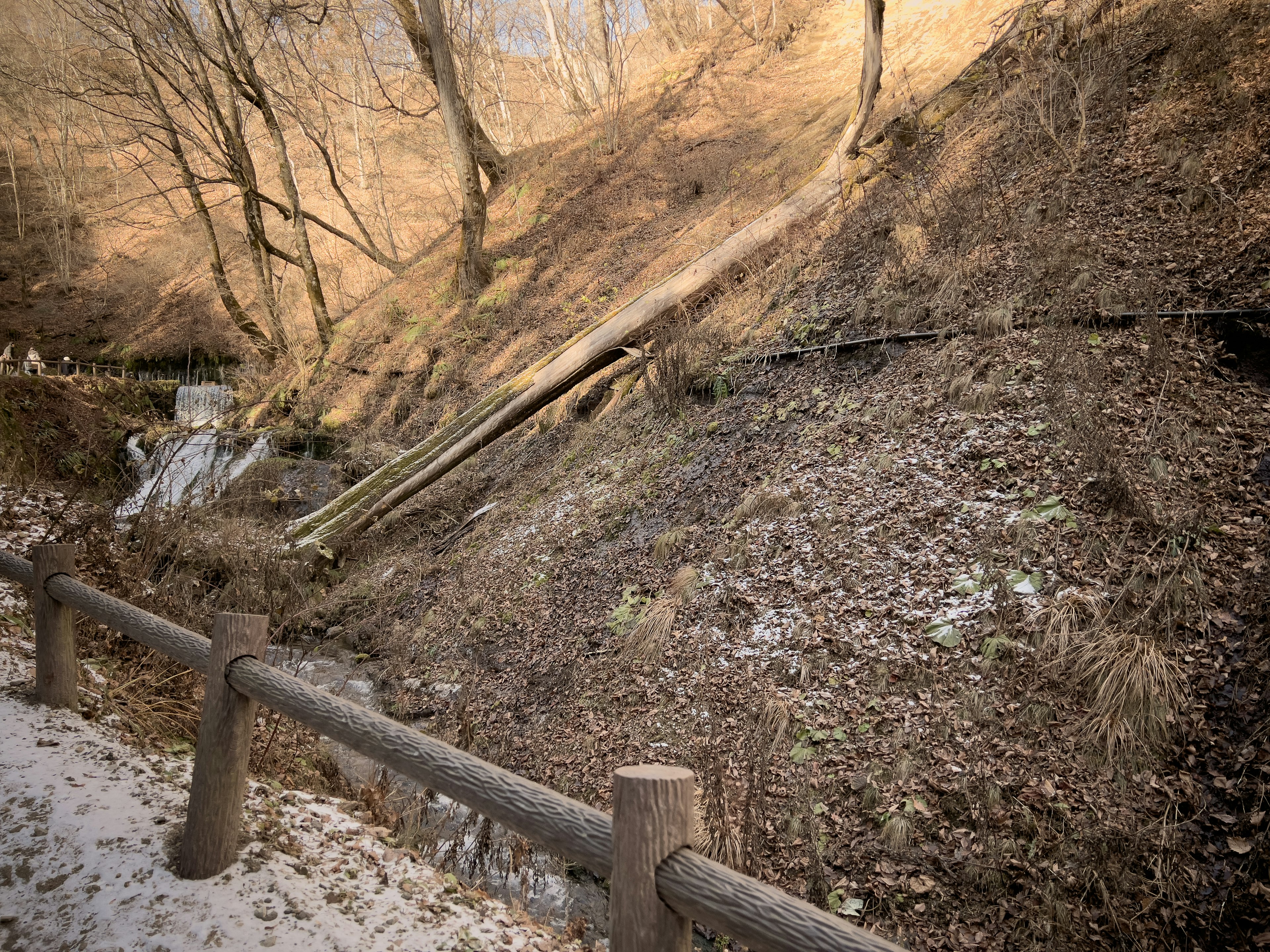 Paisaje invernal con una ladera arbolada y un pequeño arroyo