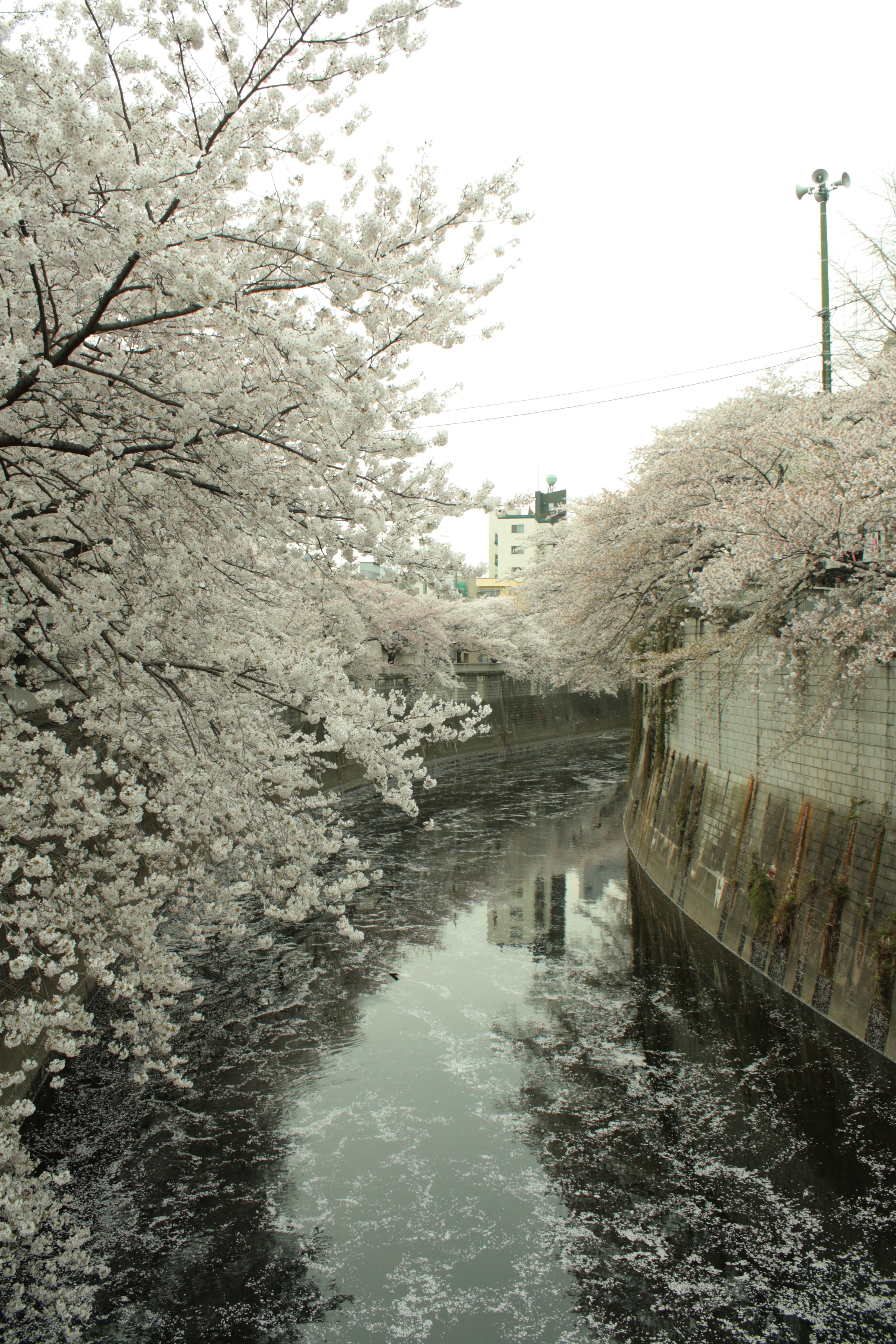 桜の木が満開の川の風景の写真