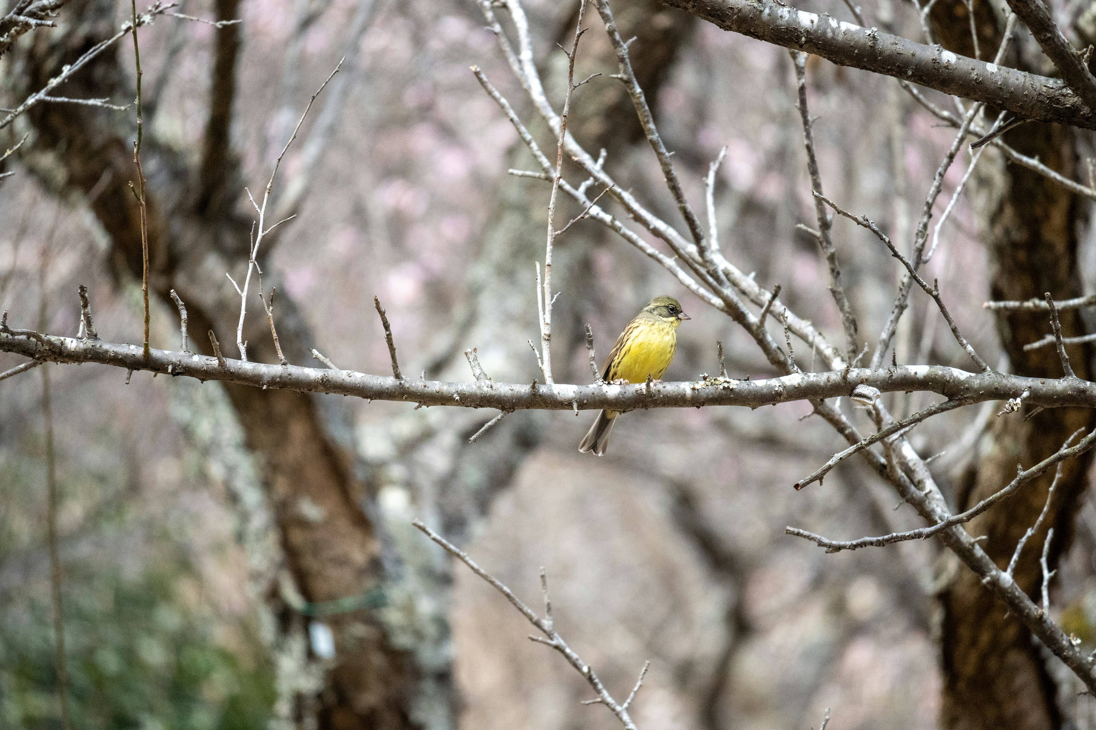 Gelbes Vogel auf einem Ast mit verschwommenen Kirschbäumen im Hintergrund