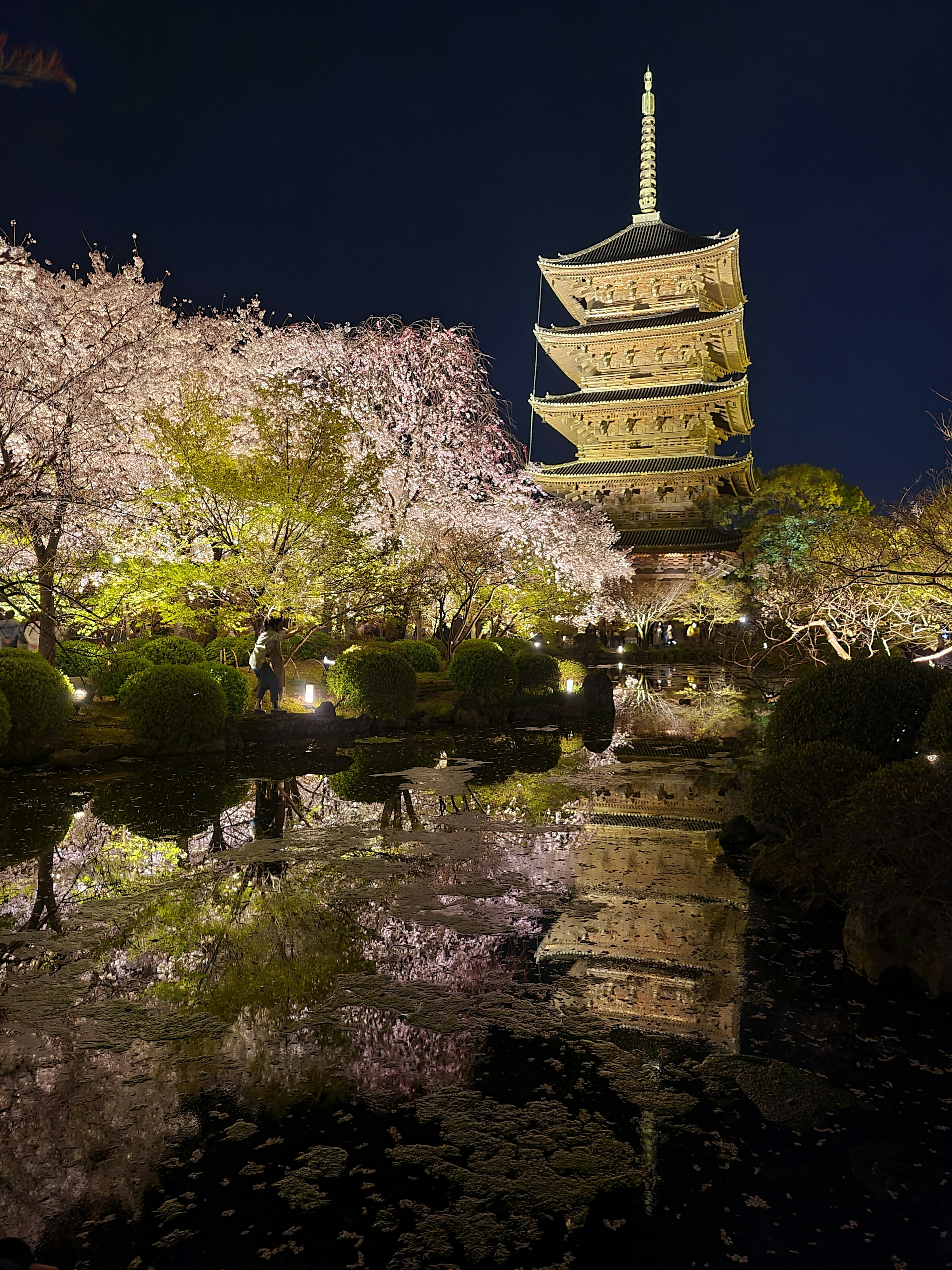 Hermosa vista nocturna de cerezos y una pagoda