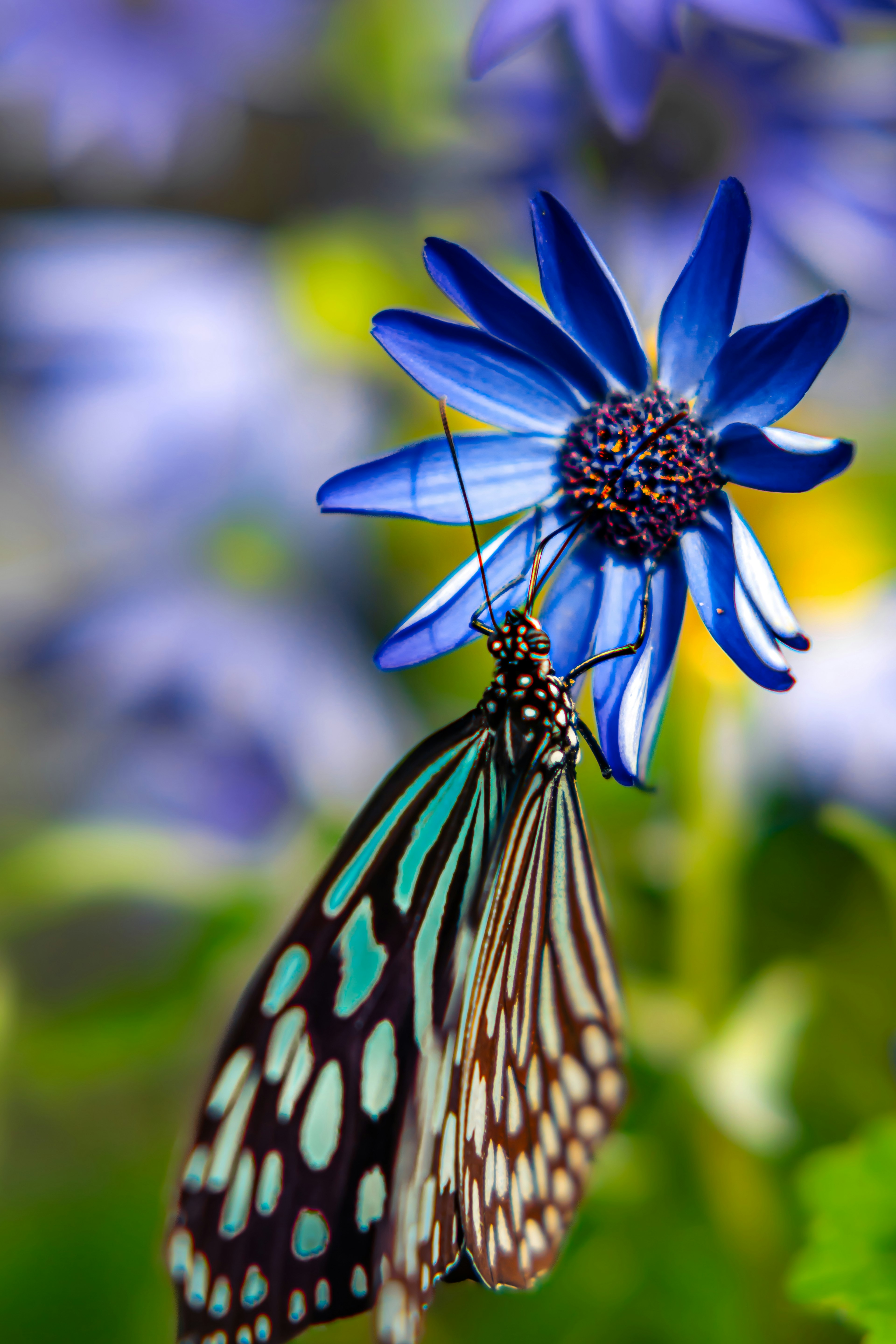 Mariposa posada sobre una flor azul vibrante