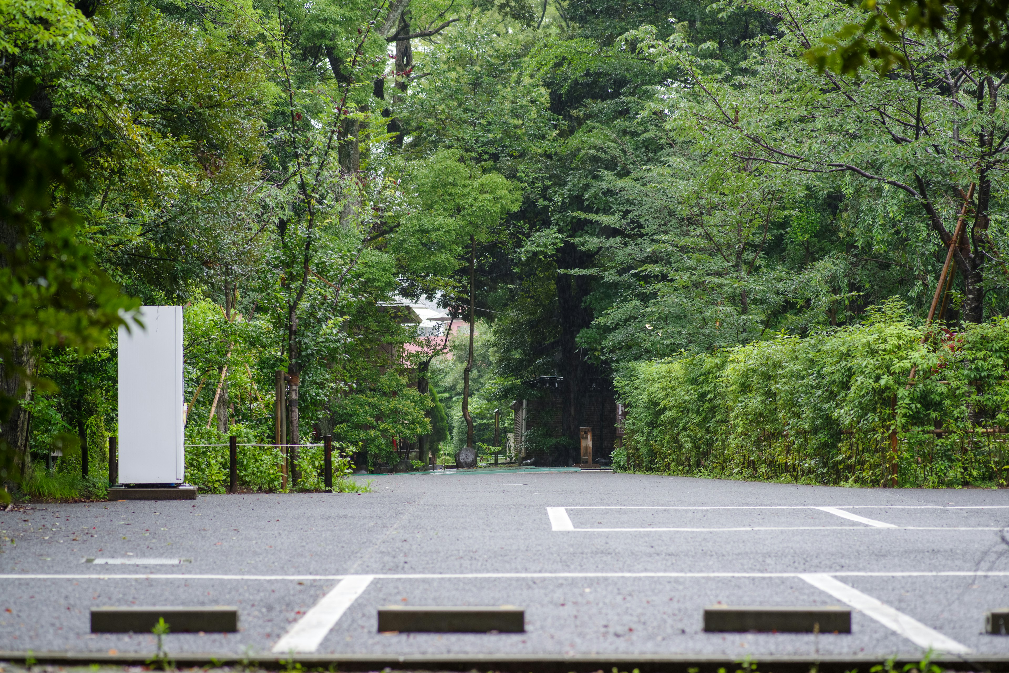 緑豊かな森の中の静かな道路の景色白い看板と木々がある