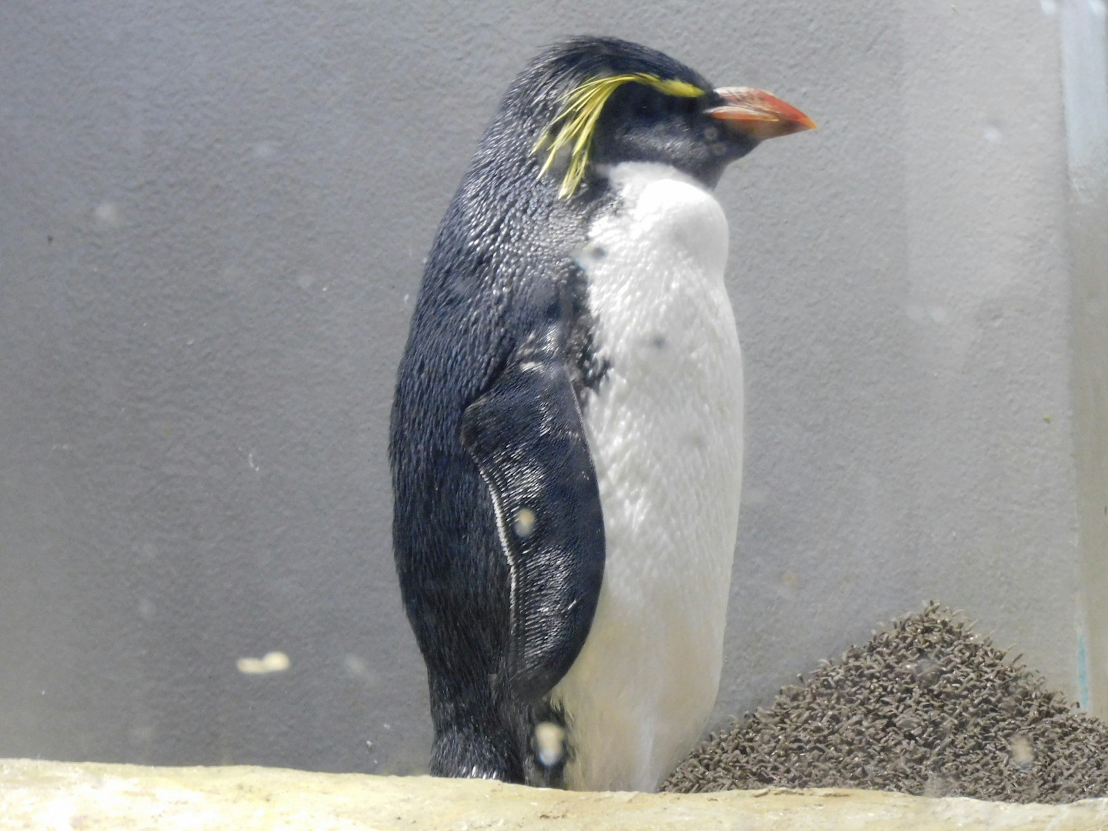 Un pingüino emperador de pie de lado con distintivas marcas amarillas