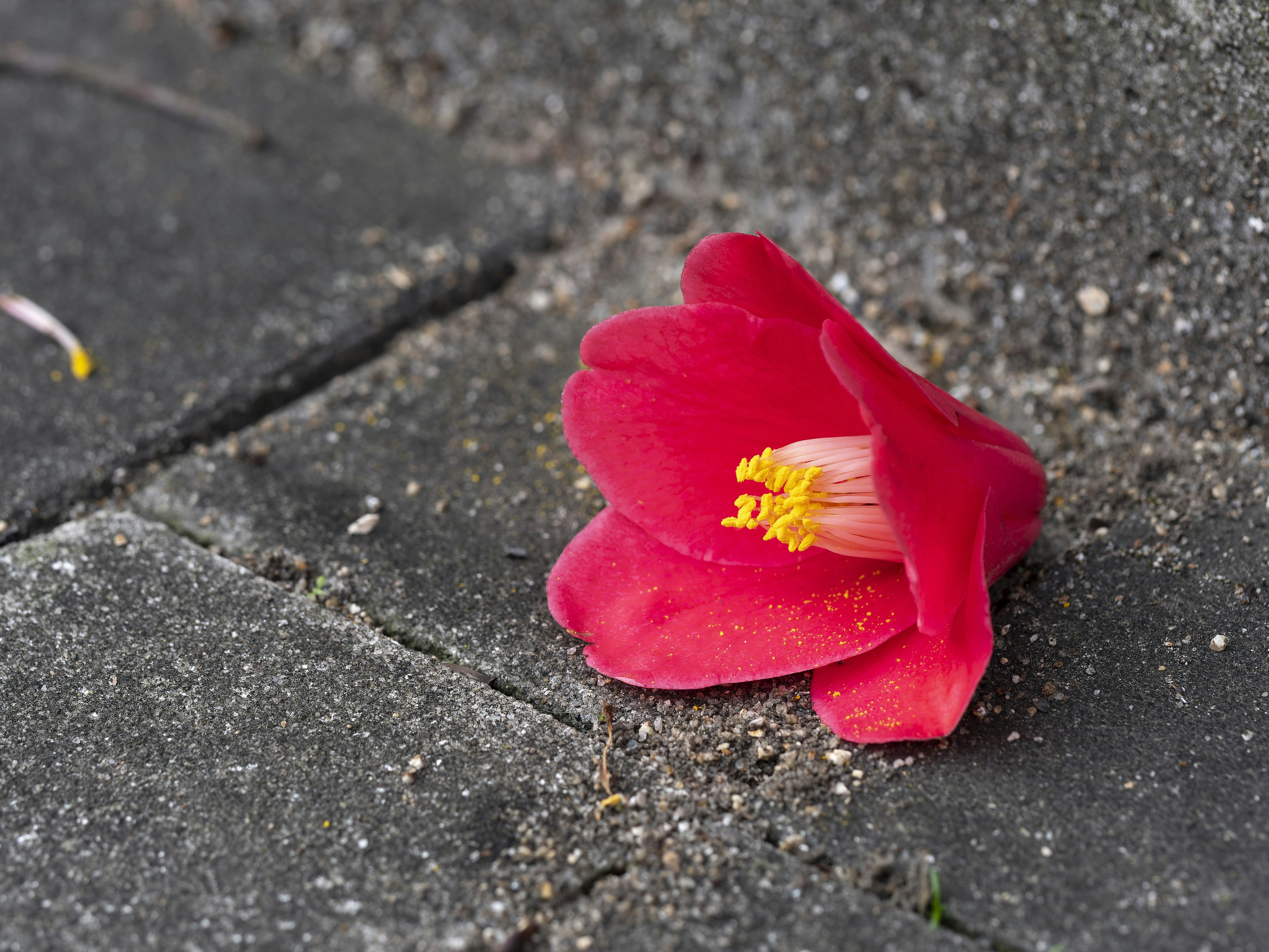 Un pétale de fleur rouge reposant sur un pavé