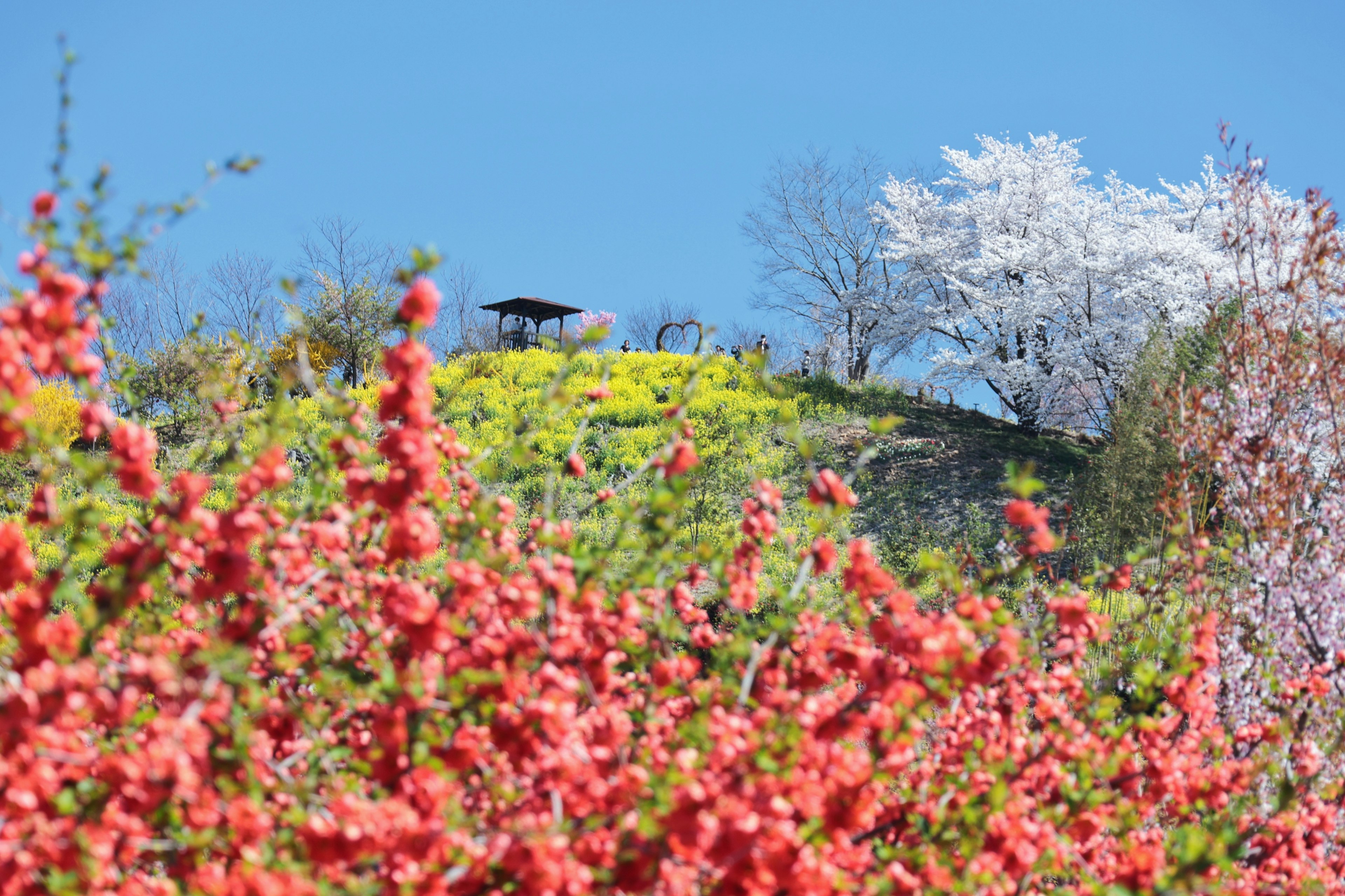 Lebendige blühende Pflanzen auf einem Hügel unter blauem Himmel mit Kirschblütenbäumen