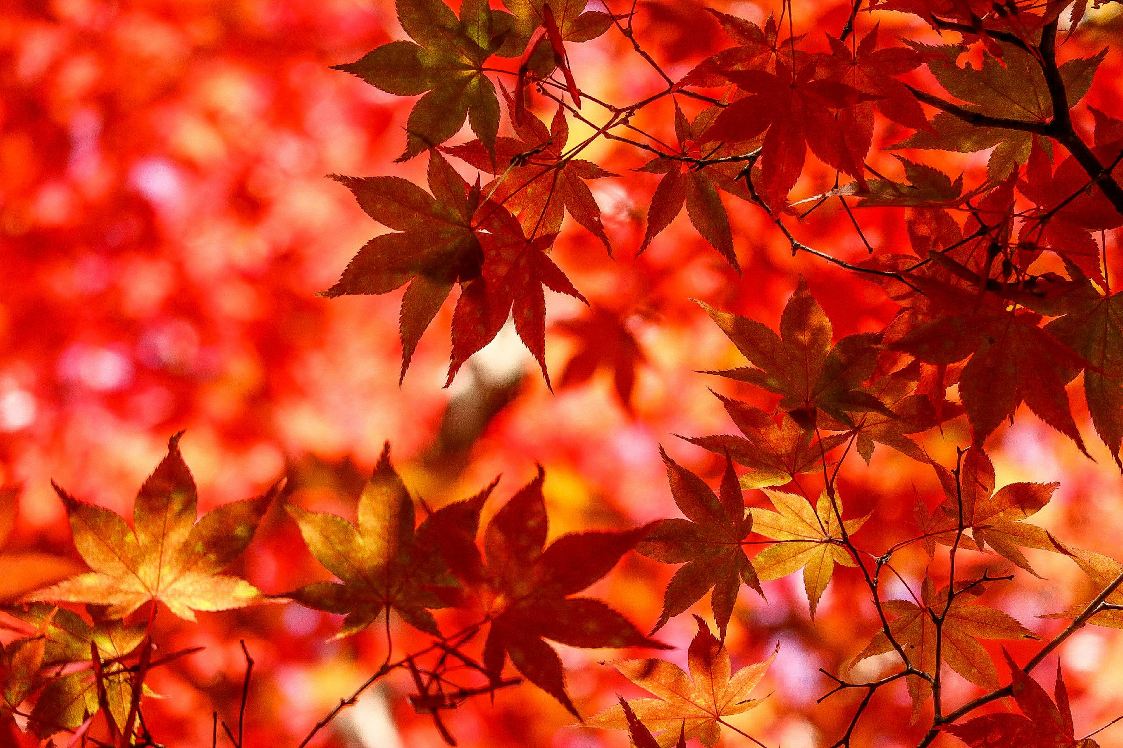 Hojas de otoño rojas y naranjas vibrantes superpuestas en una hermosa escena