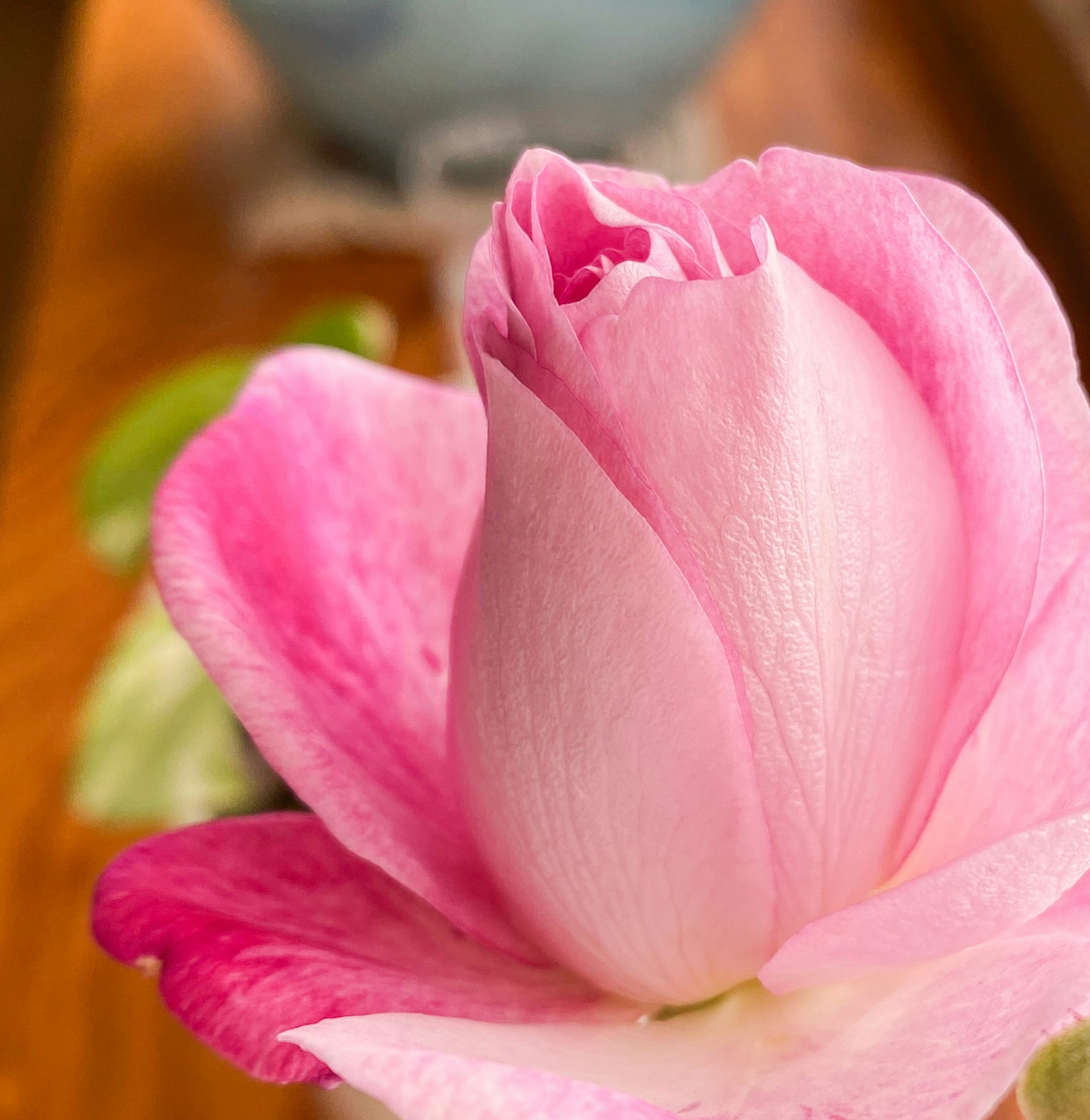 Close-up of a beautiful pink rose flower