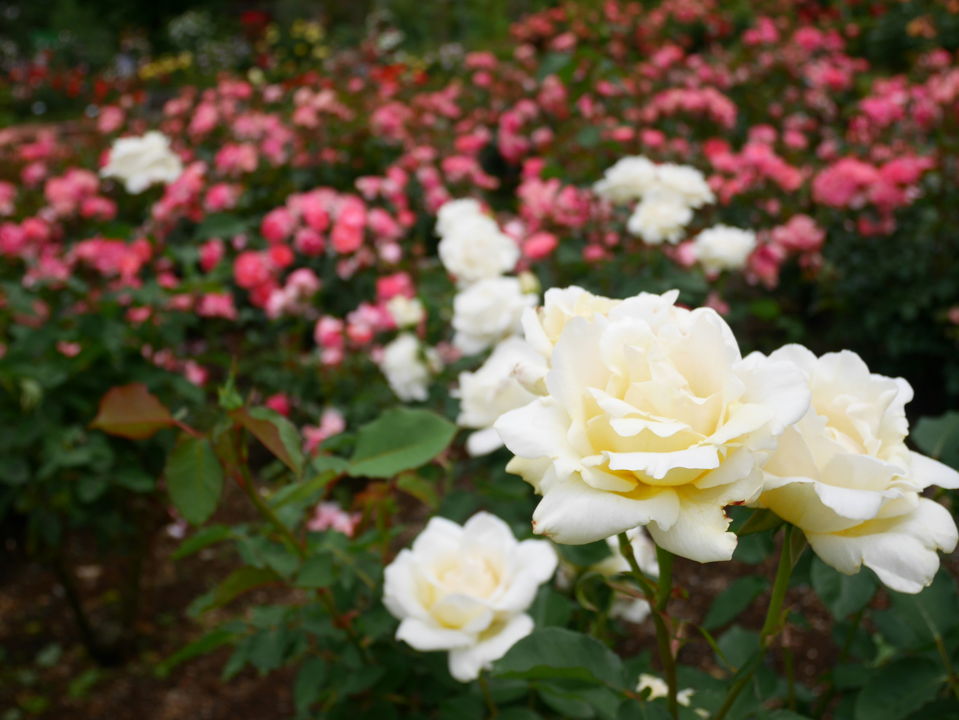 Una escena de jardín con rosas blancas y rosas en plena floración