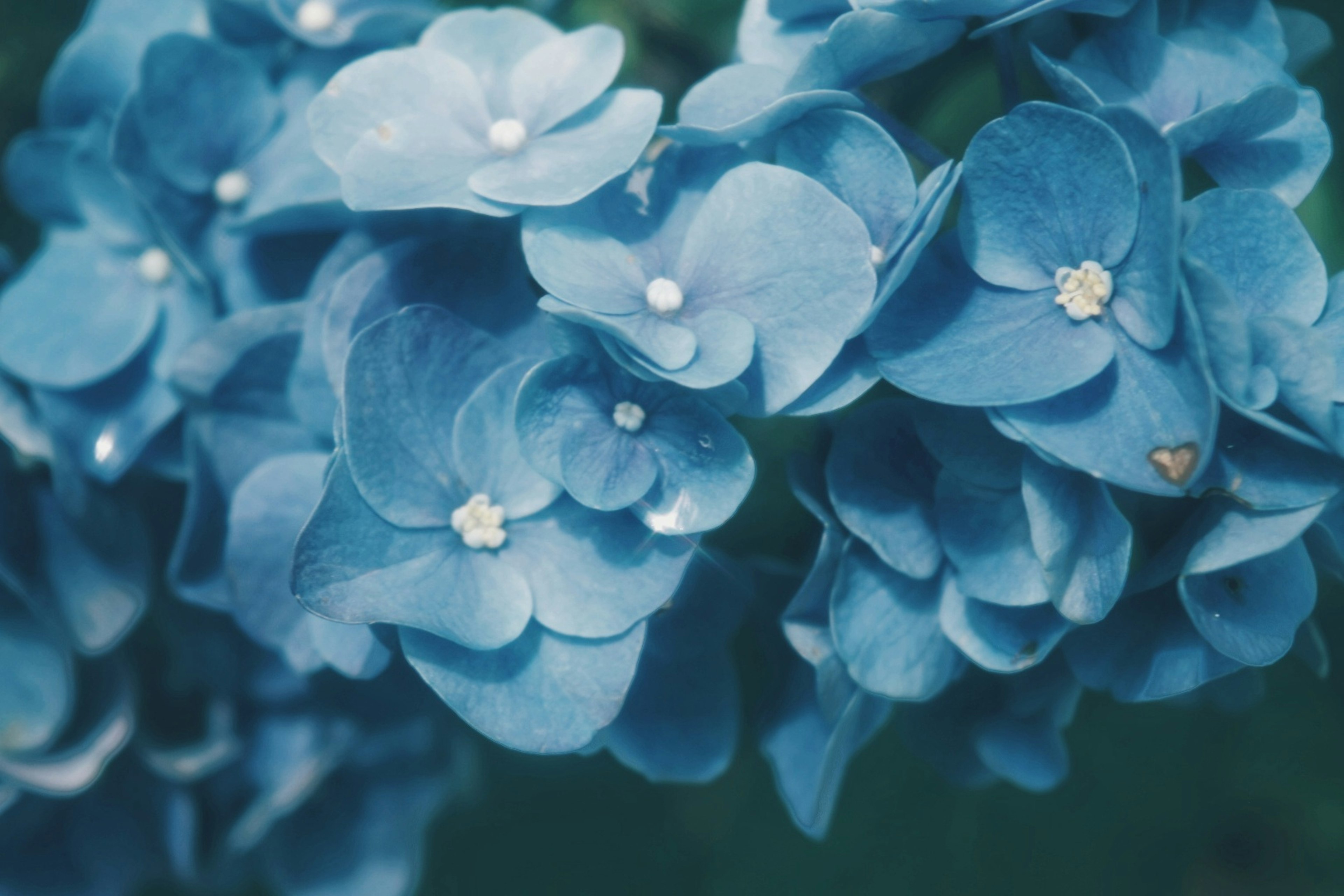 Acercamiento de flores de hortensia azules