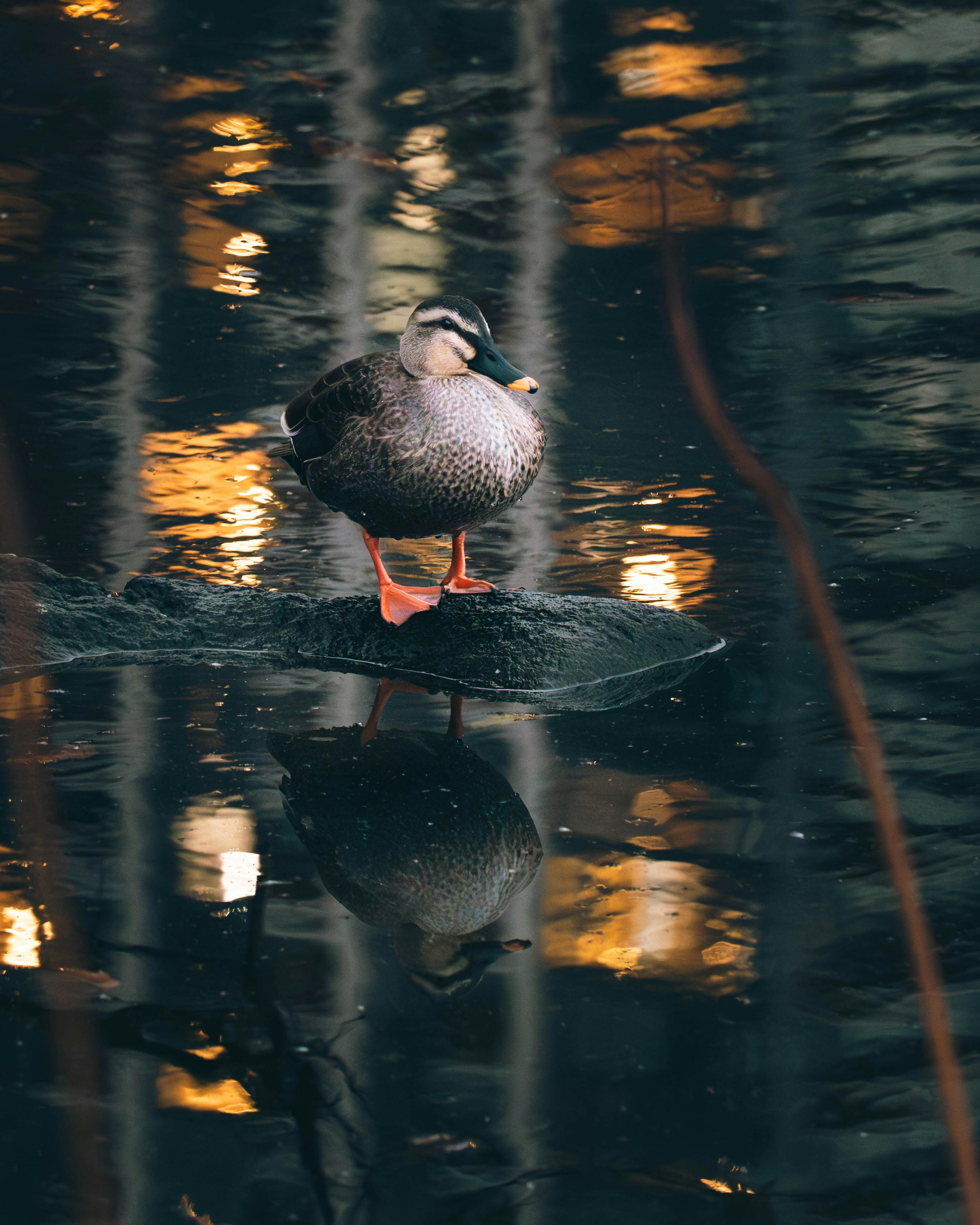 Duck standing on a rock in water with reflections and ambient light