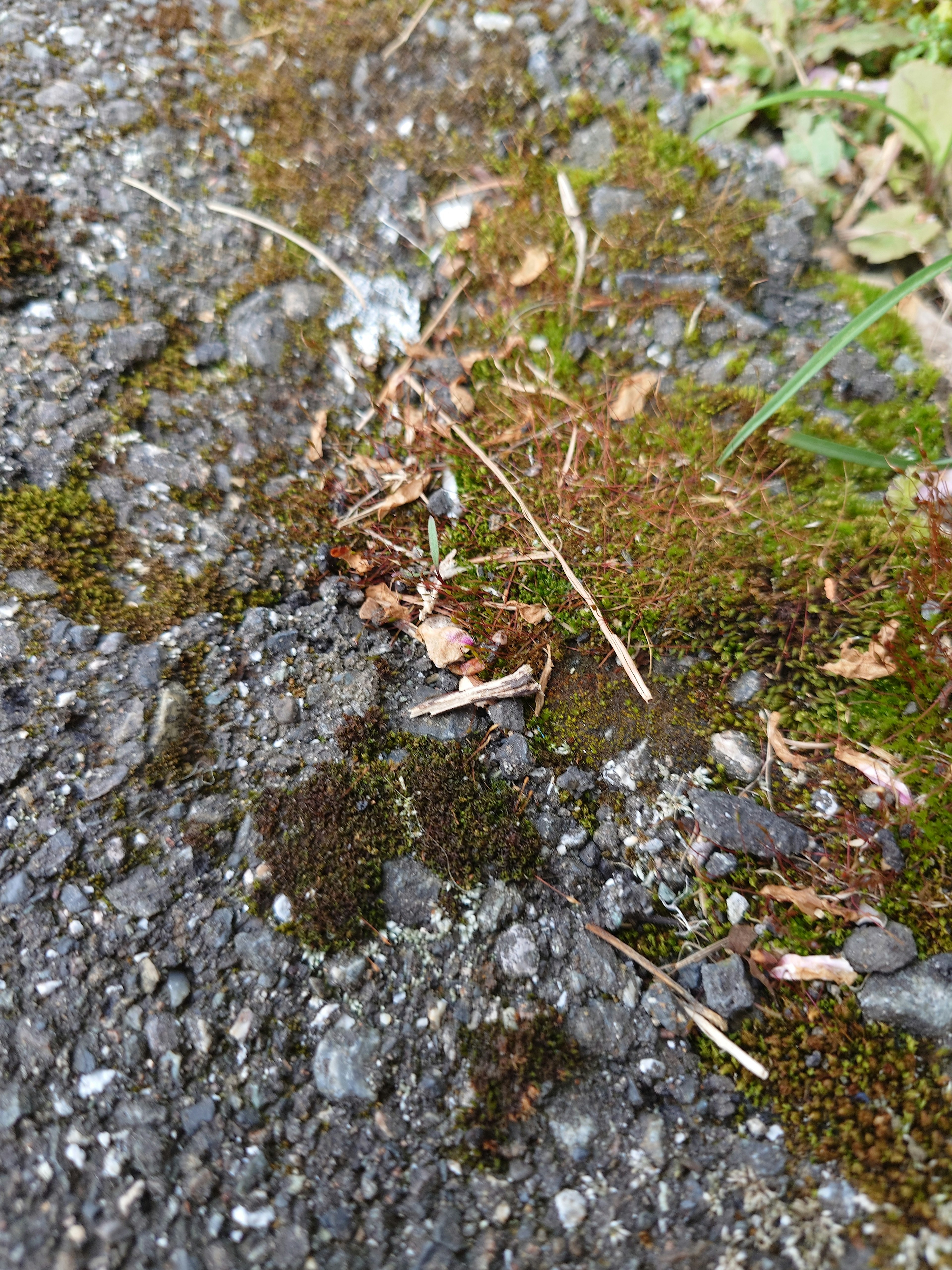 Footprints left on a stone surface covered with grass and moss