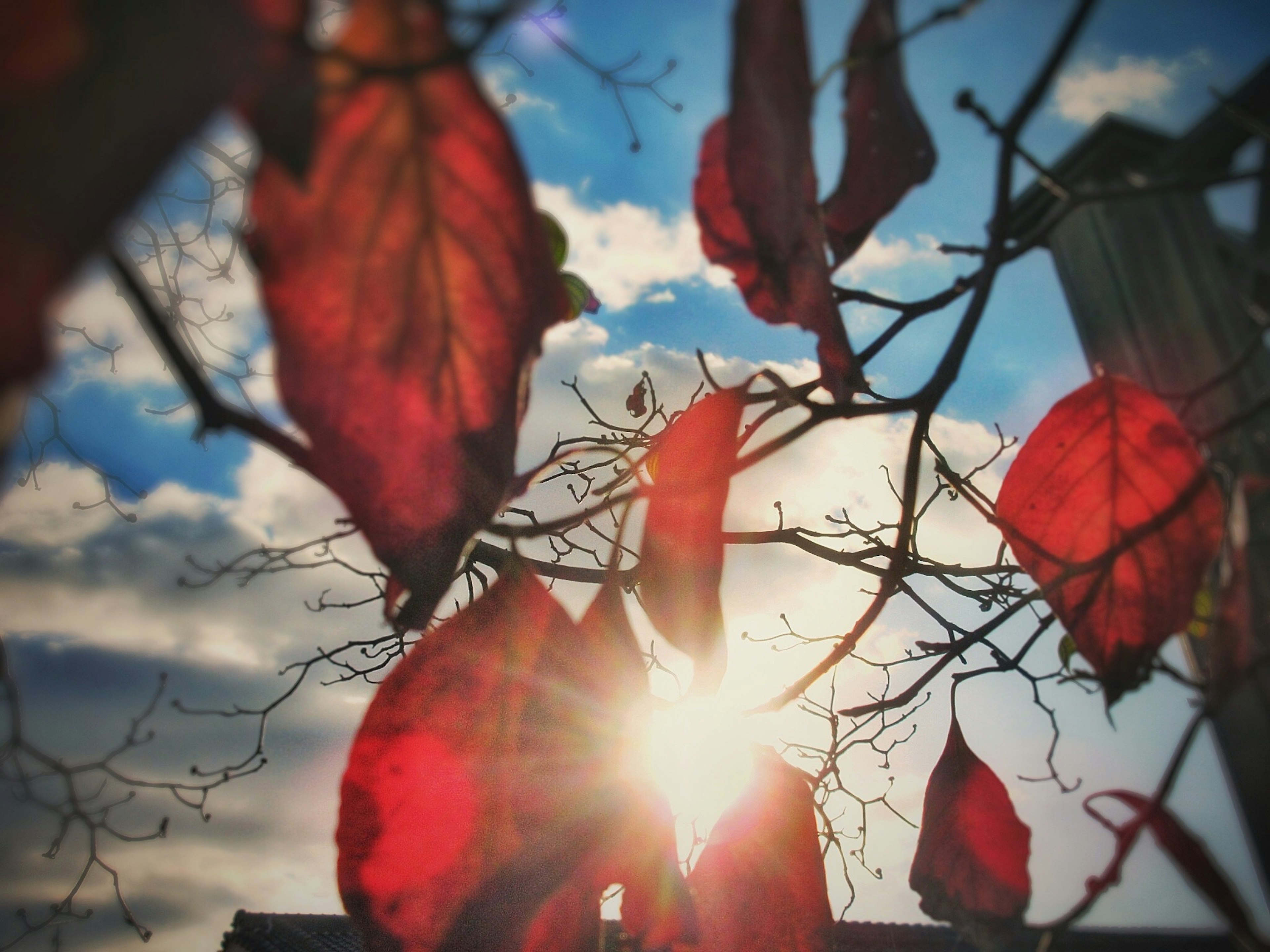 Red leaves against a blue sky with shining sun