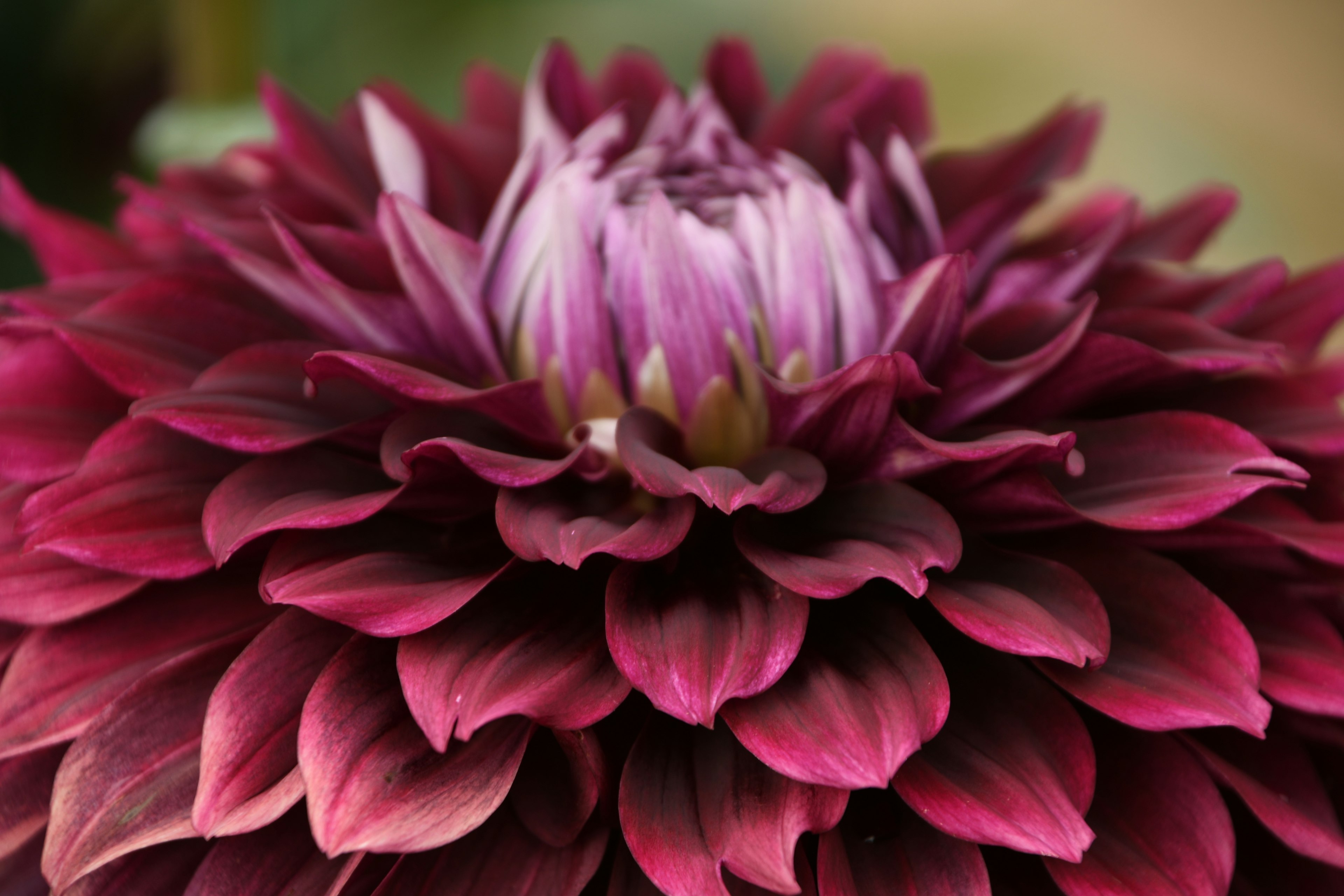 紫色の大きなダリアの花弁が重なり合う美しい花