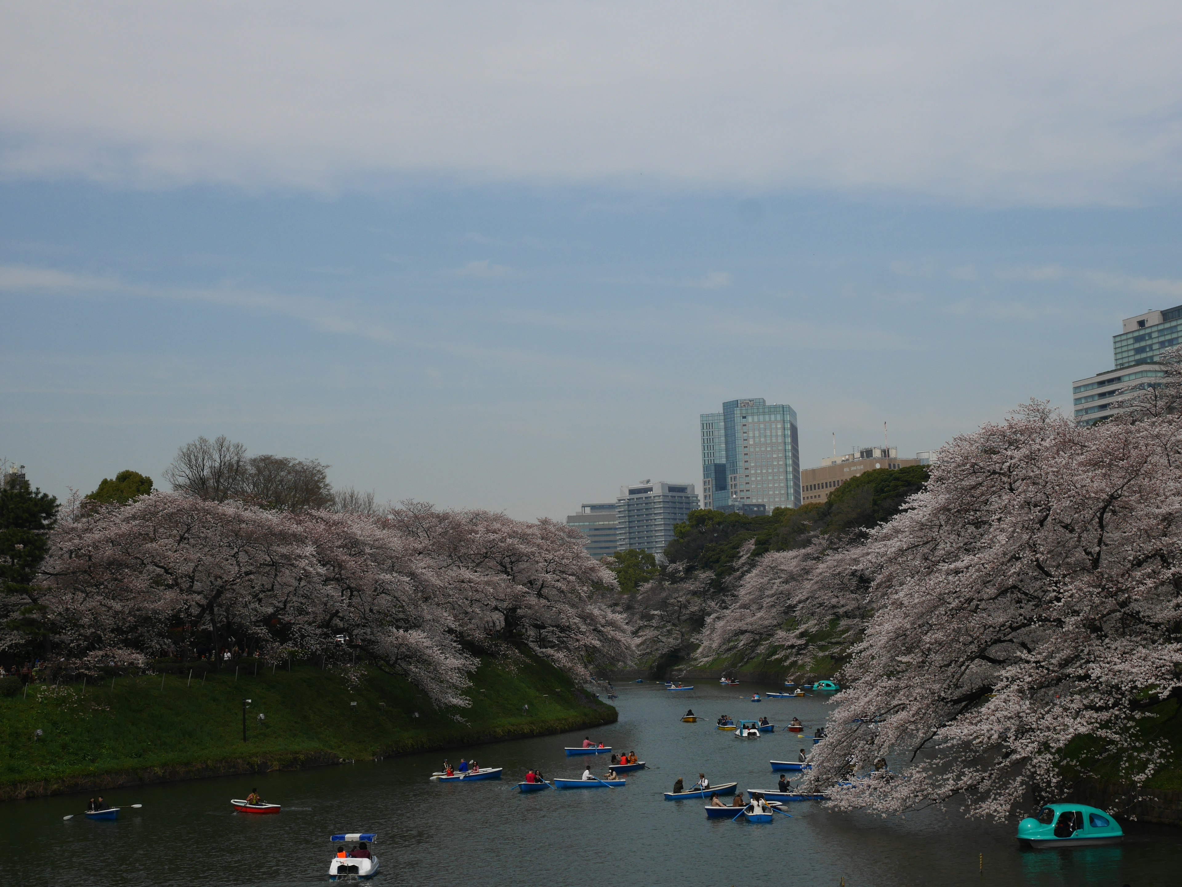 Vue pittoresque des cerisiers en fleurs le long d'une rivière avec des bateaux et un arrière-plan urbain