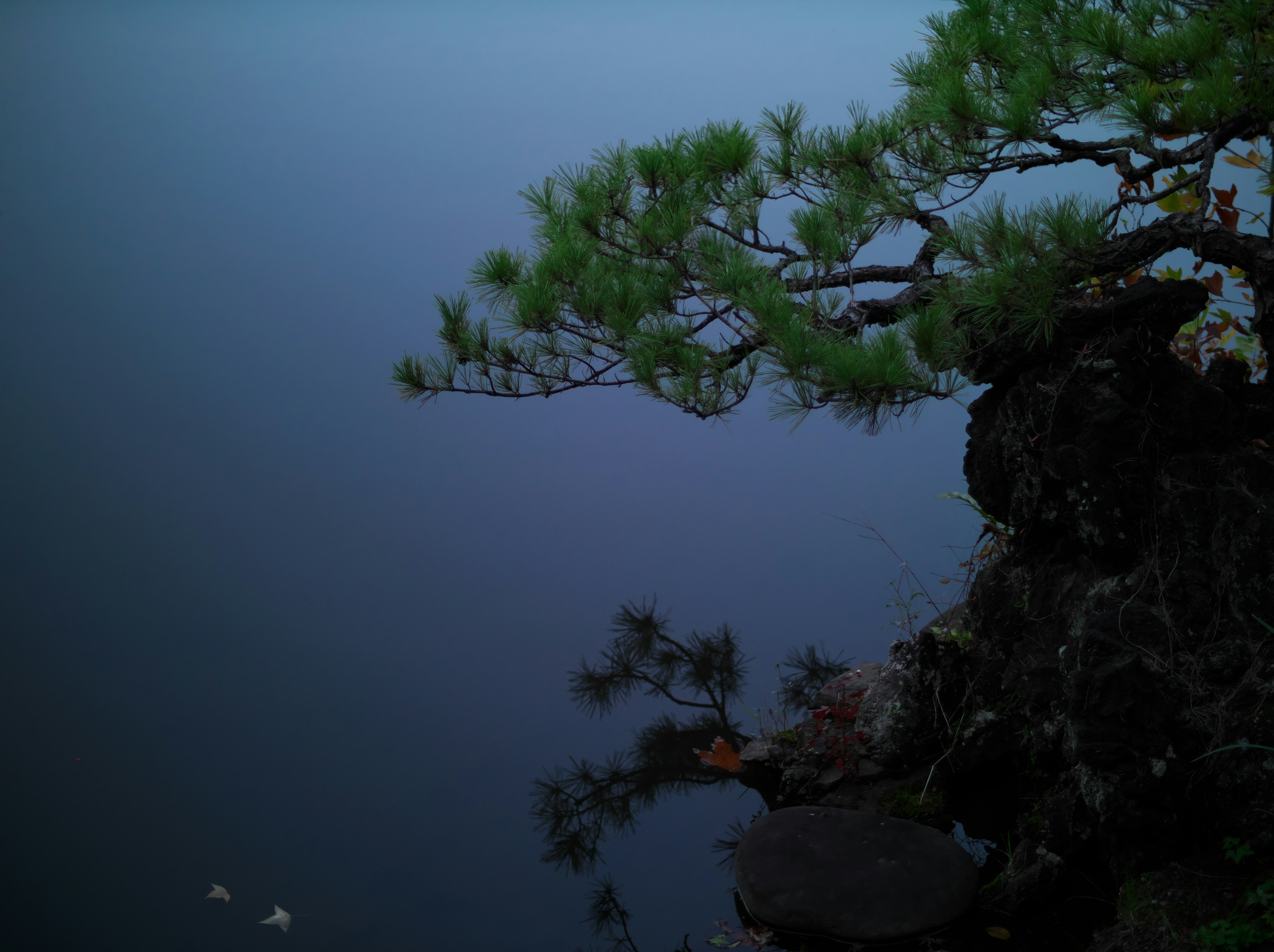 Branches of a pine tree reflected on a calm water surface