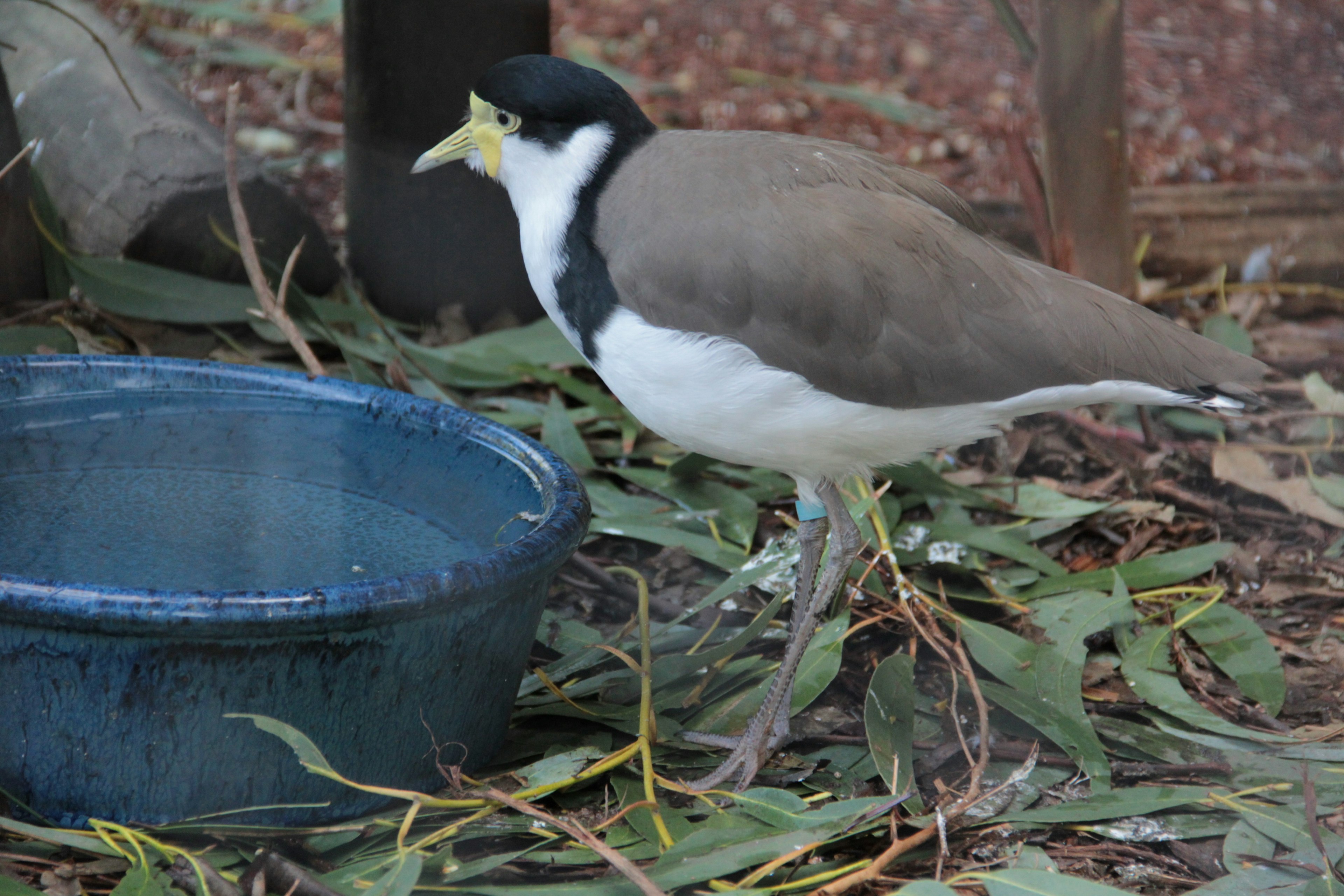 Bird drinking water with a black head and white belly