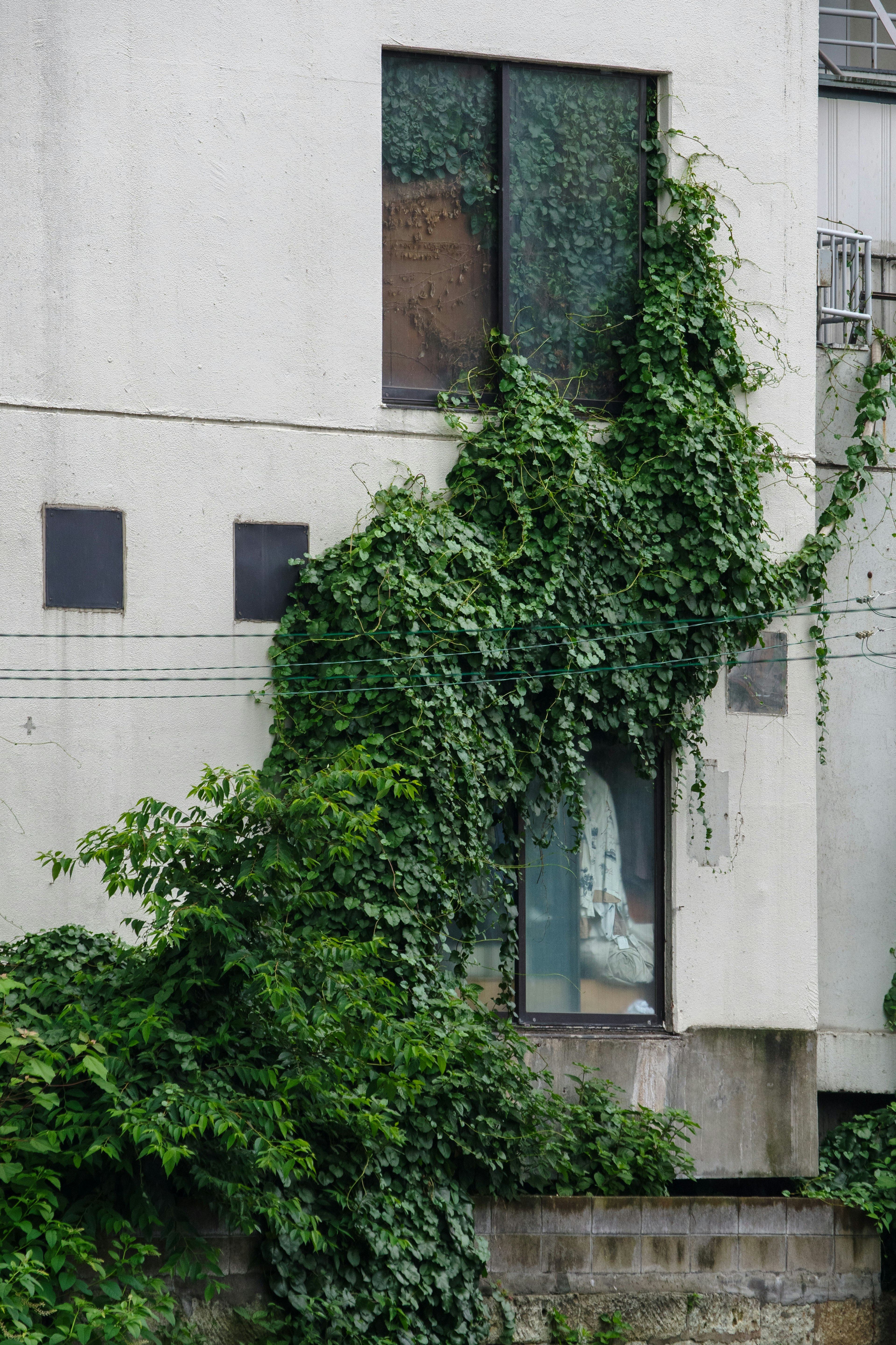 Plantes grimpantes vertes recouvrant une partie d'un bâtiment blanc