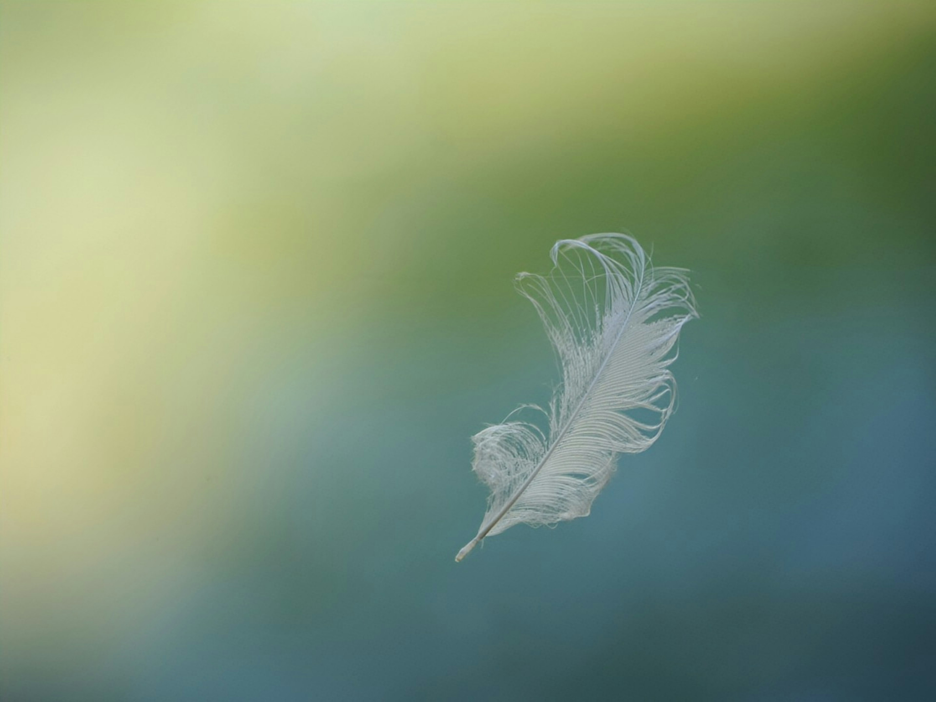 A white feather floating against a soft-colored background