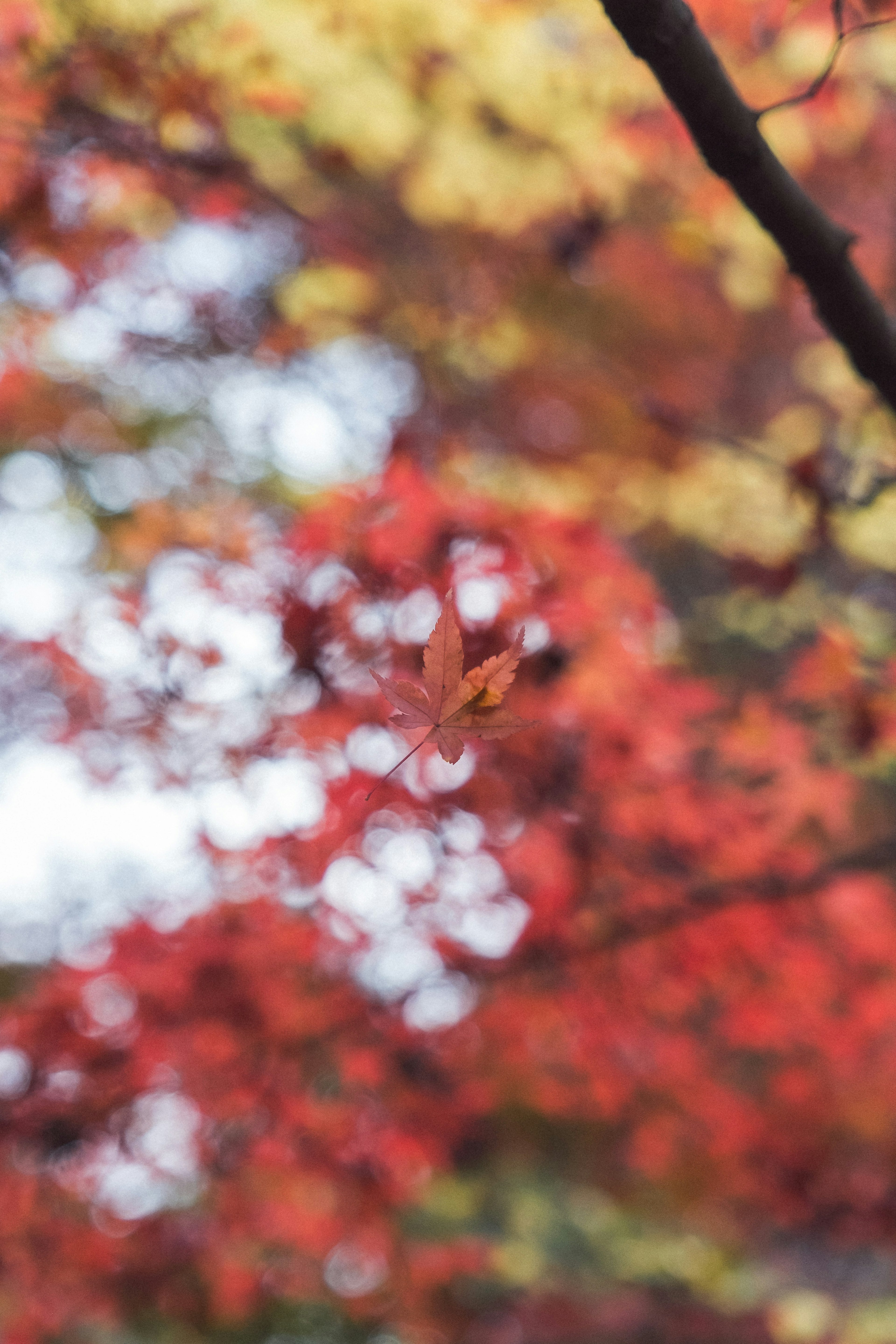 Ein einzelnes Blatt schwebt vor einem verschwommenen Hintergrund aus roten und gelben Herbstblättern