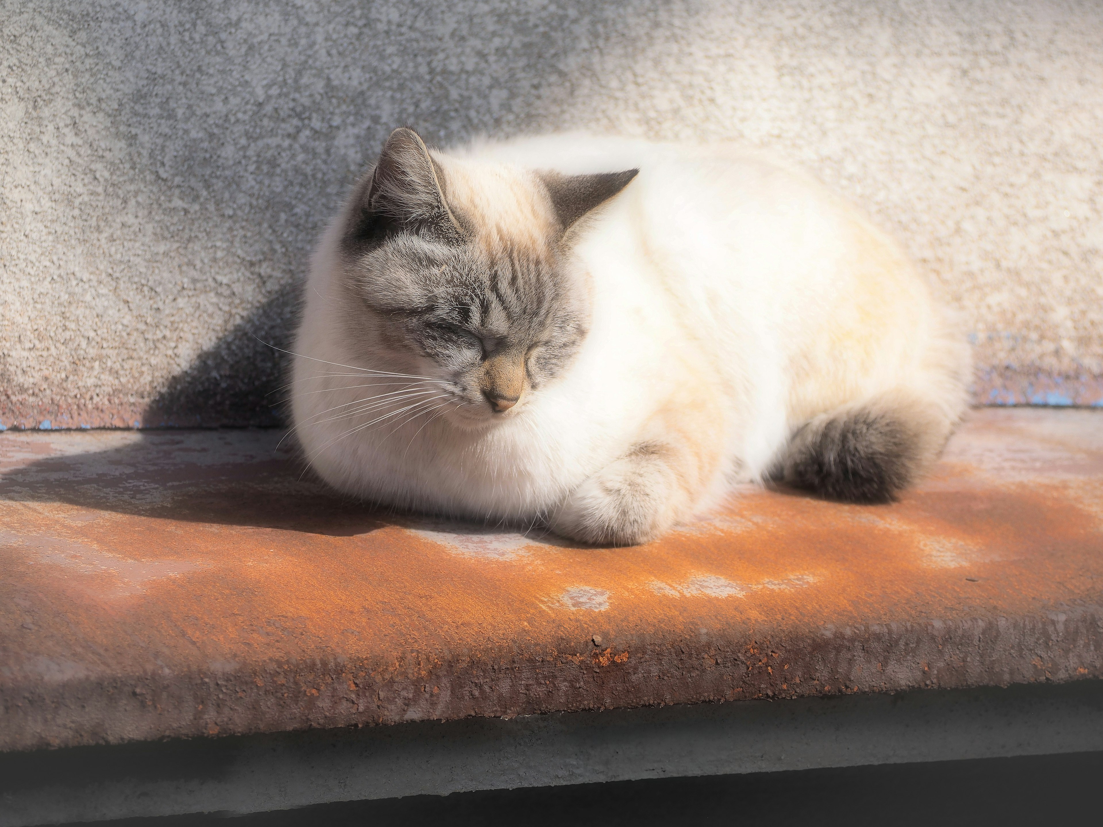 日差しを浴びている白い猫がベンチに横たわっている