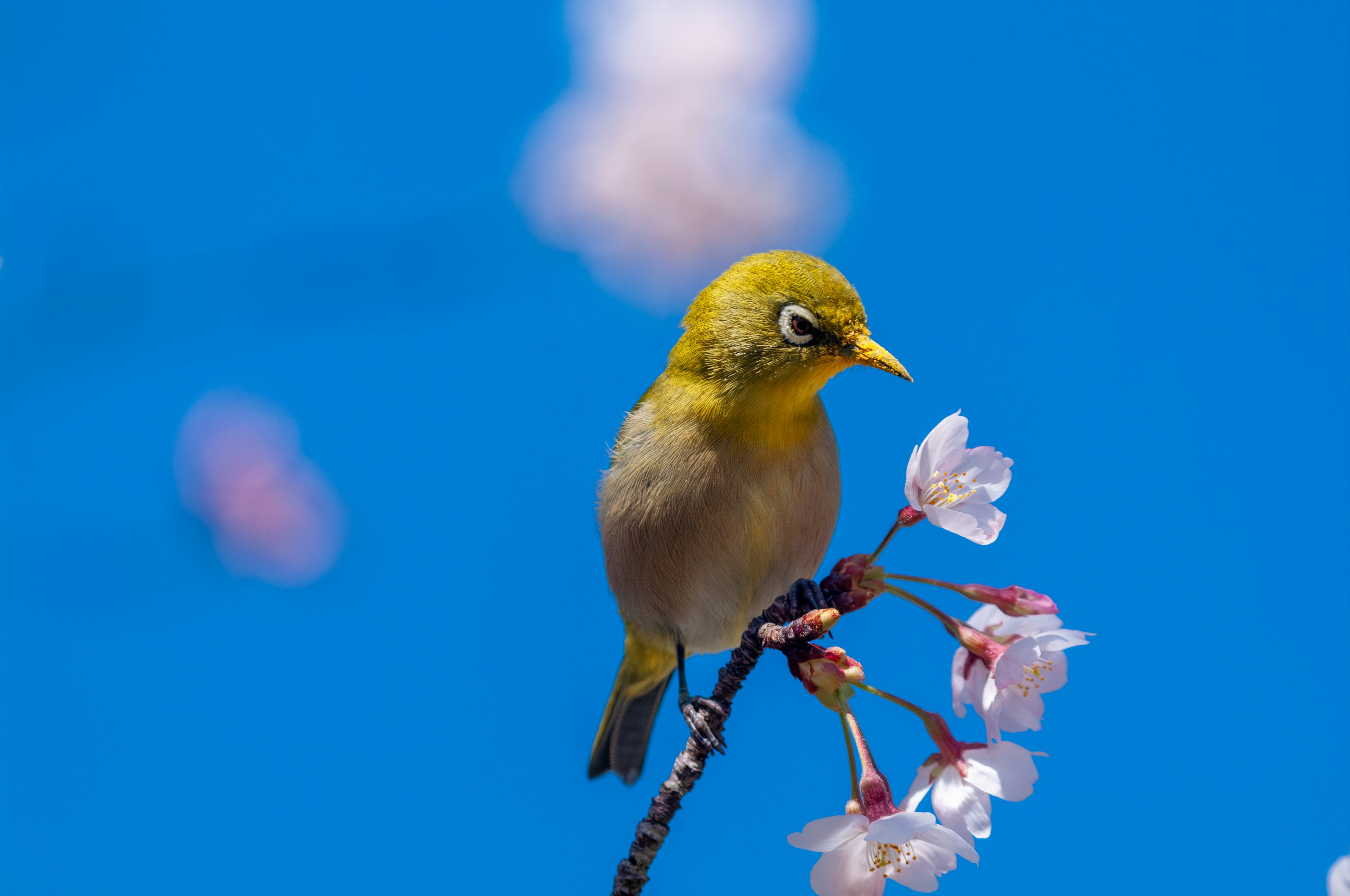 Foto vivace di un piccolo uccello posato su fiori di ciliegio sotto un cielo blu