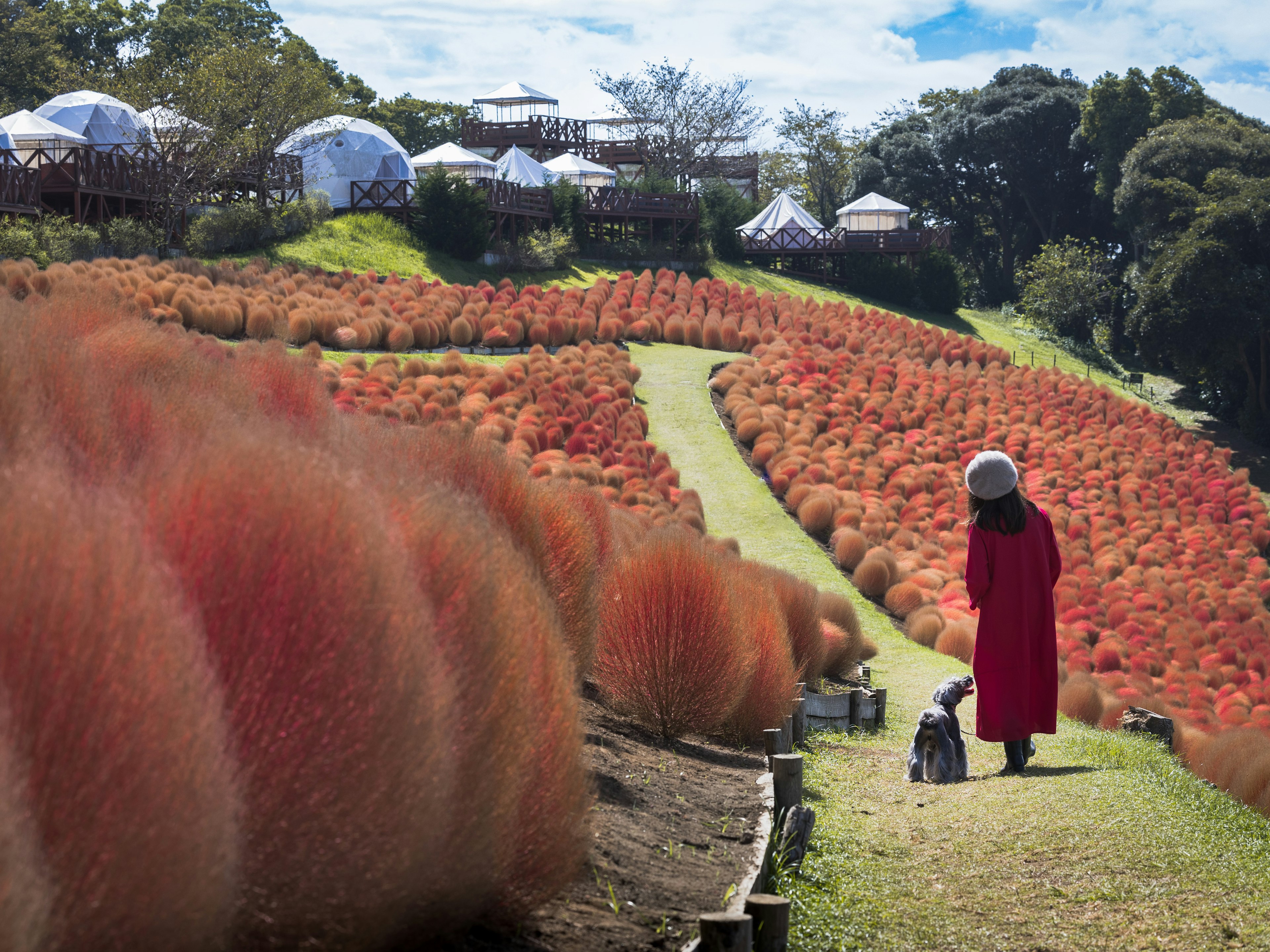 赤いコキアの丘を散歩する女性と犬の風景