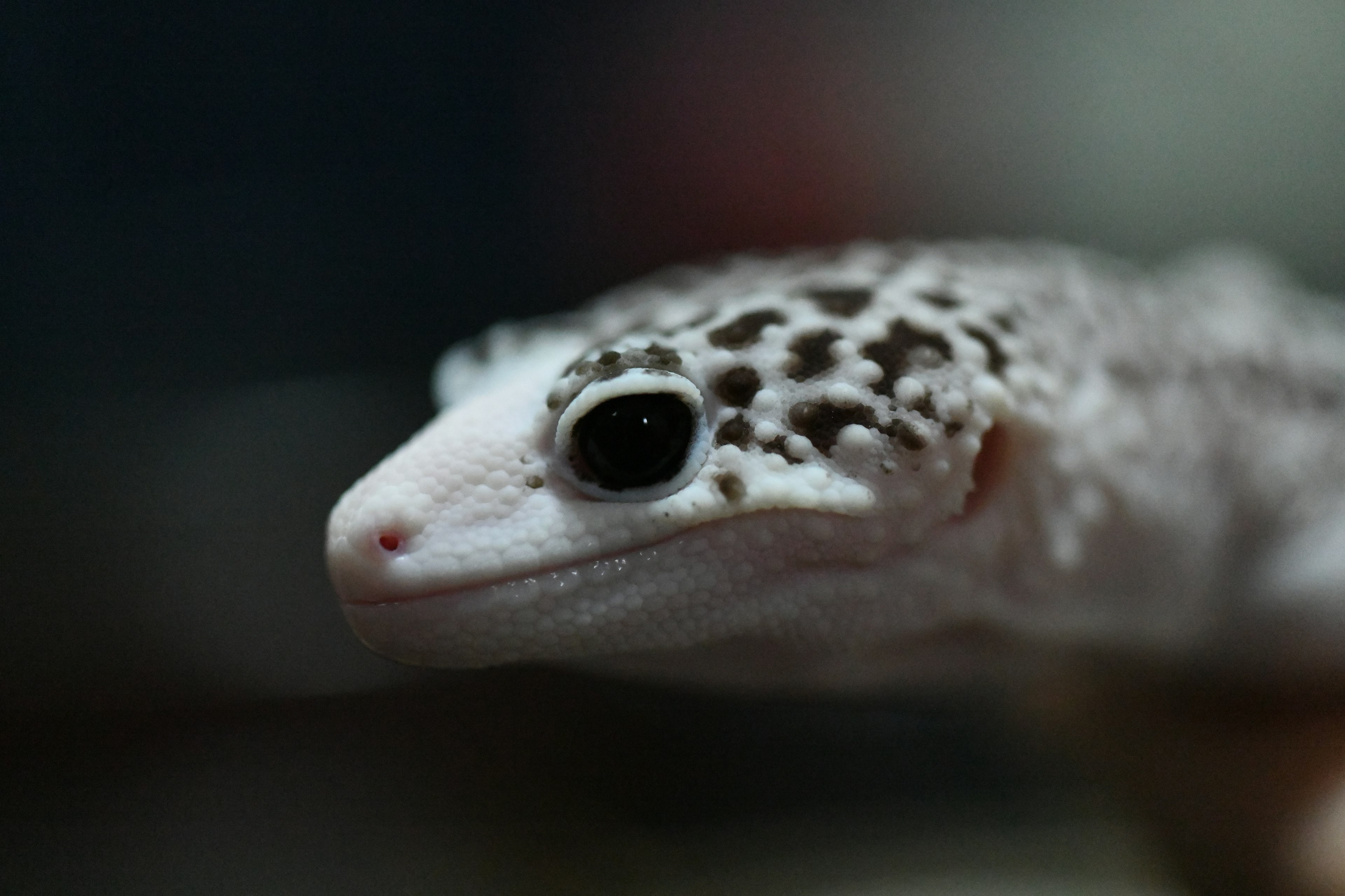 Nahaufnahme des Gesichts eines weißen Geckos mit auffälligen schwarzgepunkteten Augen