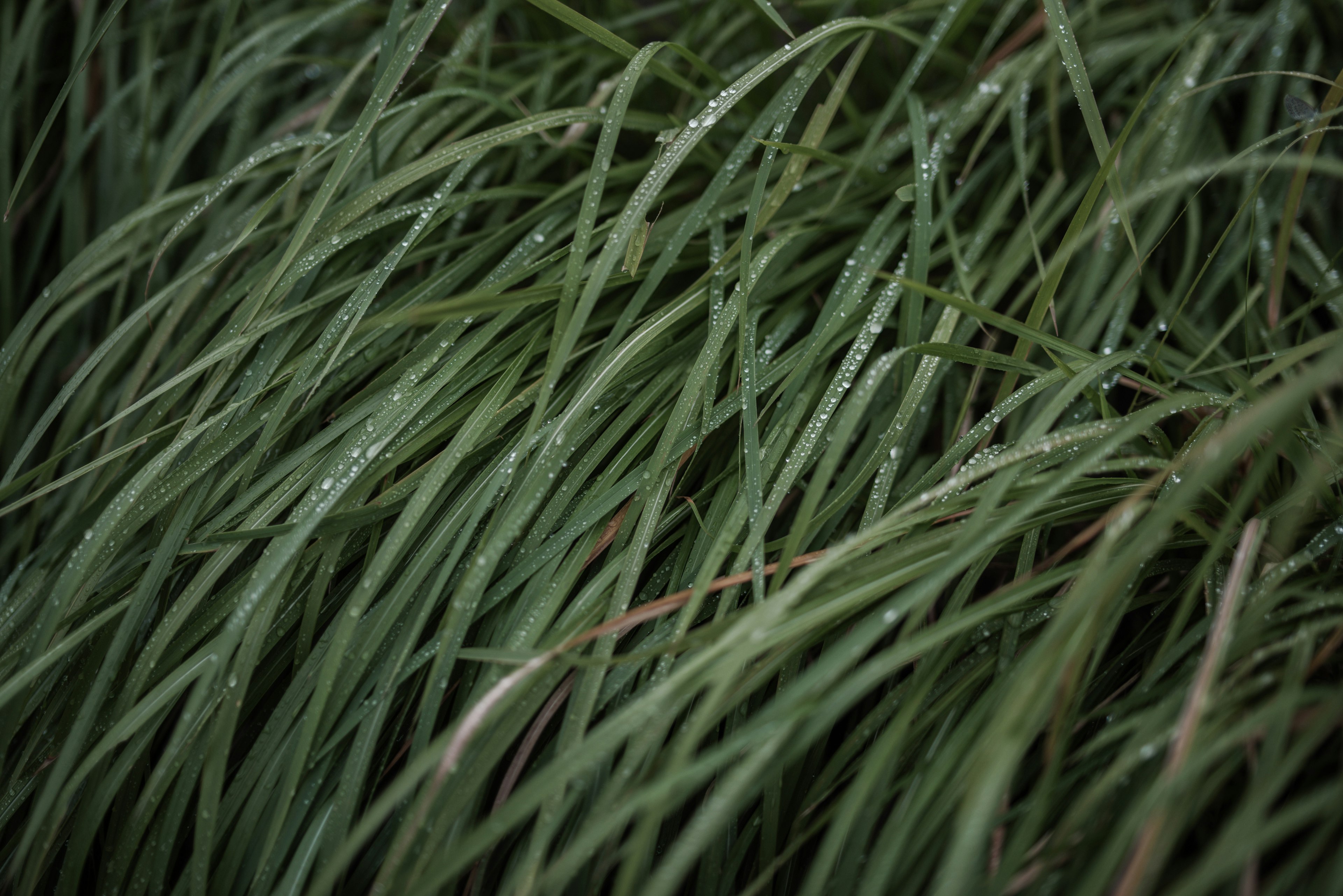 Brins d'herbe verts et humides se balançant dans le vent