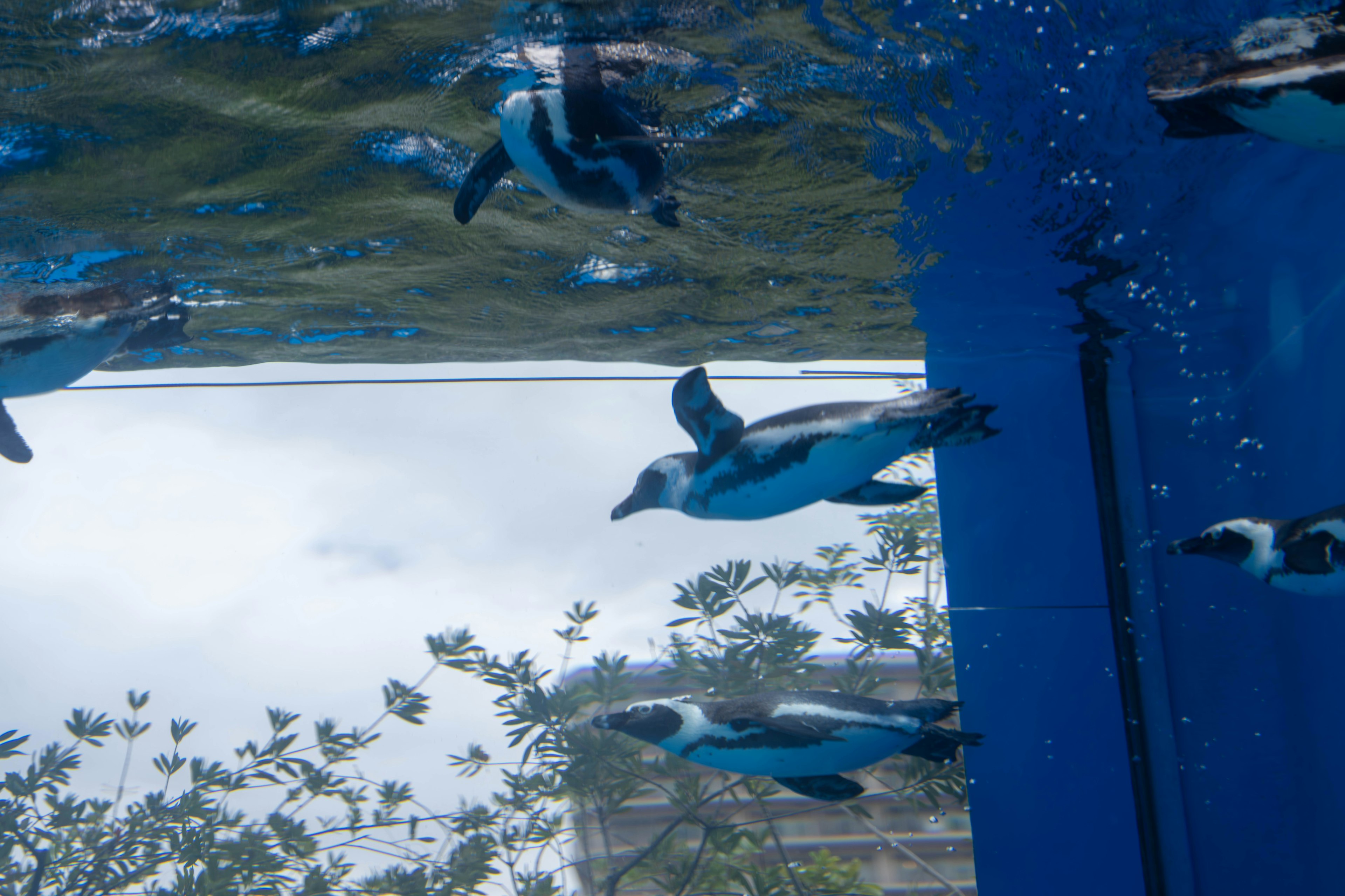 Grupo de pingüinos nadando bajo el agua con un fondo azul