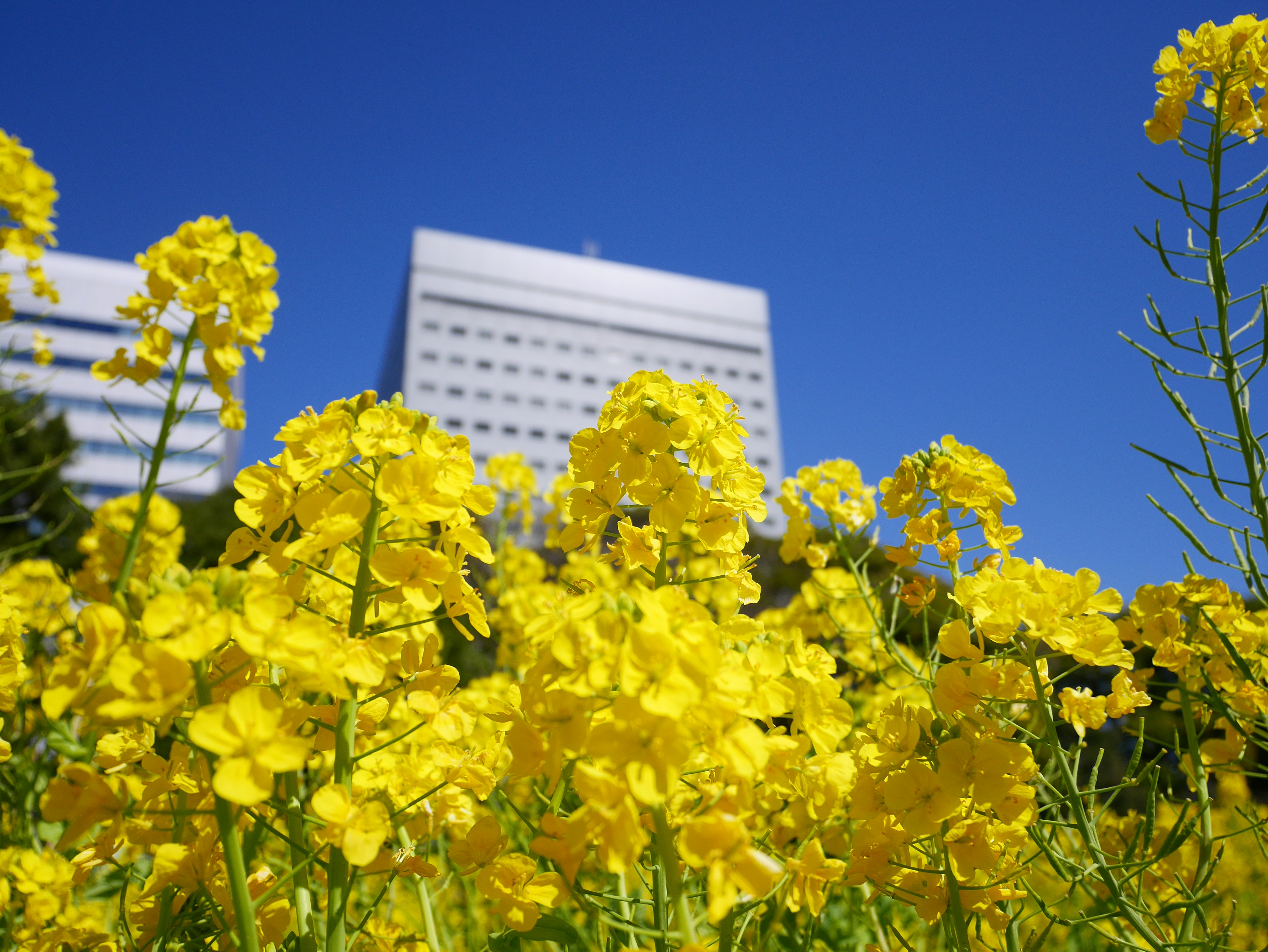 Yellow rapeseed flowers in front of a white building under a blue sky