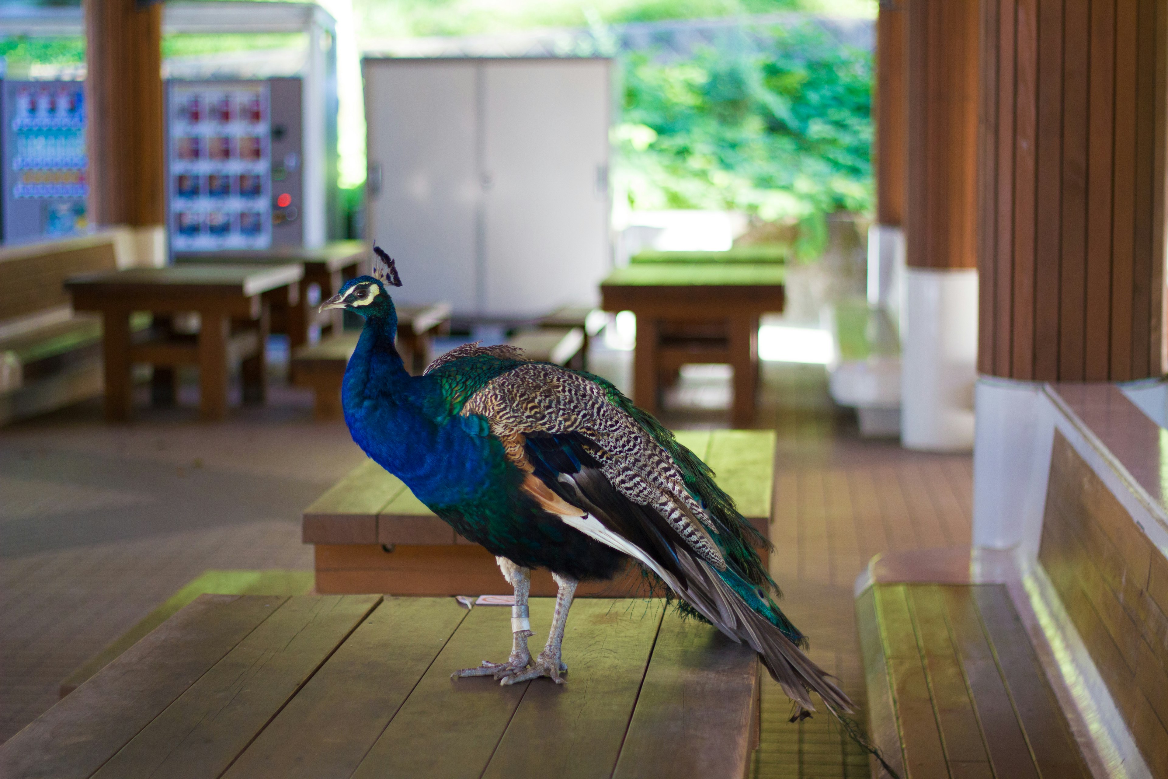 Un pavo real con plumas azules de pie sobre una mesa